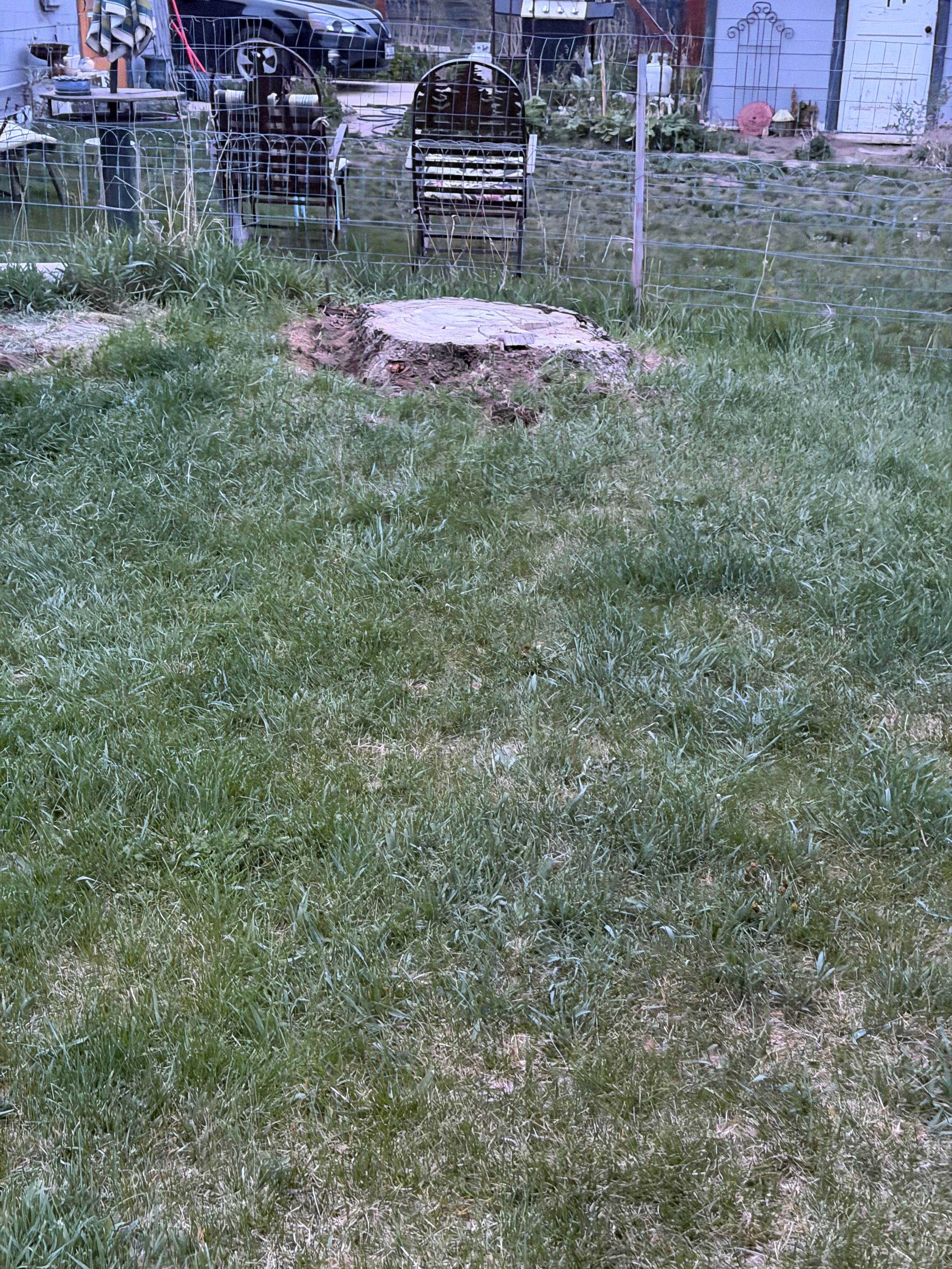  for Elevated Tree Care in Gillette, WY