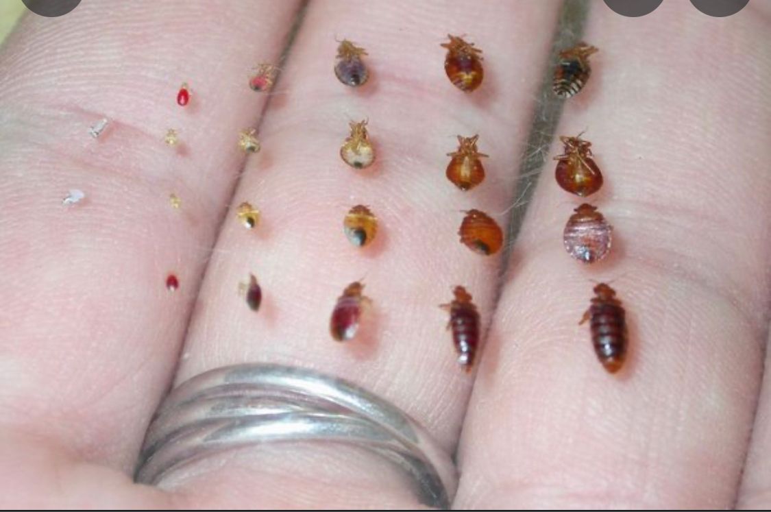  for All-In Pest Control & Home Solutions in Greene County, IN