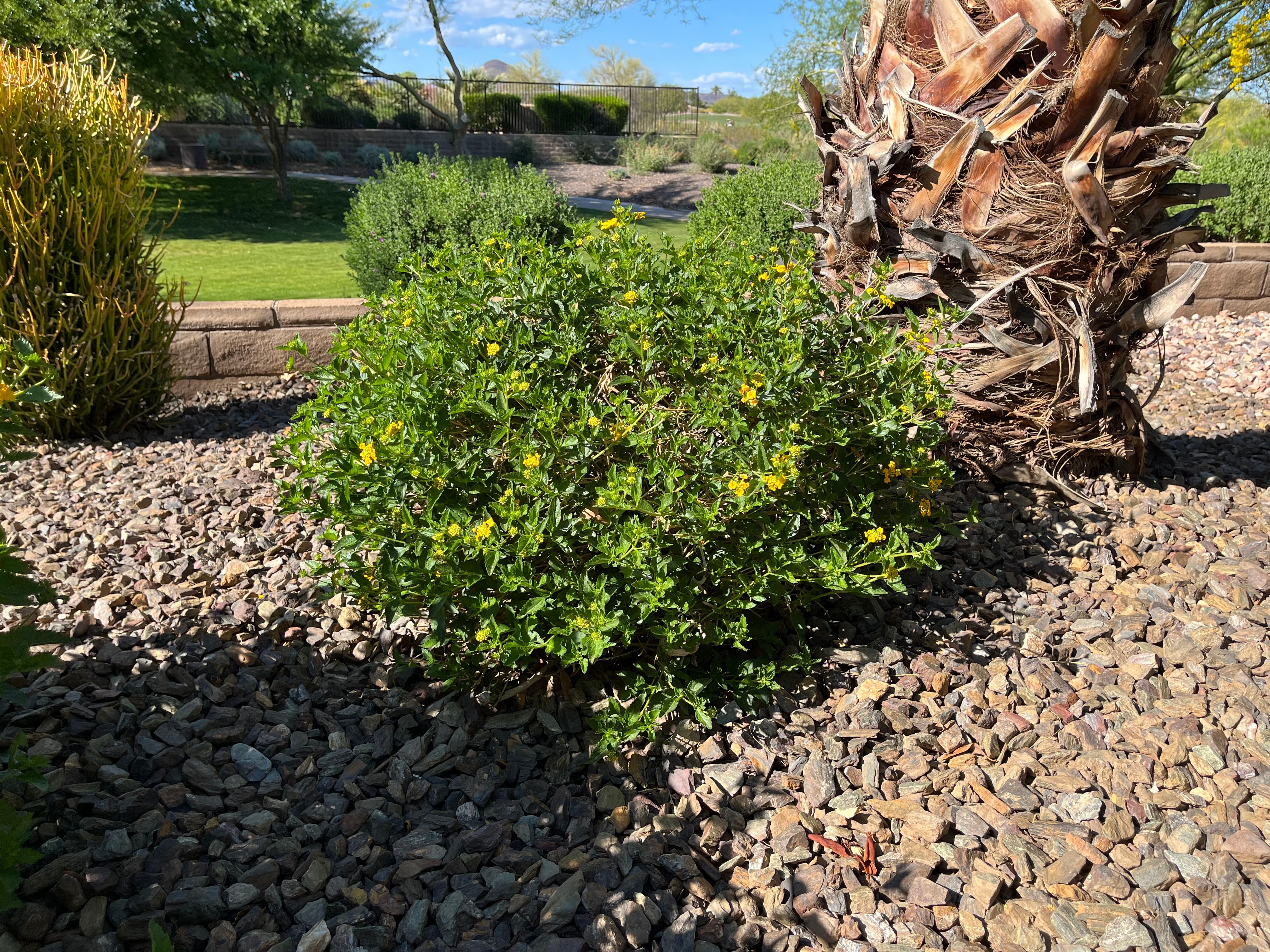 All Photos for Grand Canyon State Landscape Inc. in Surprise, AZ