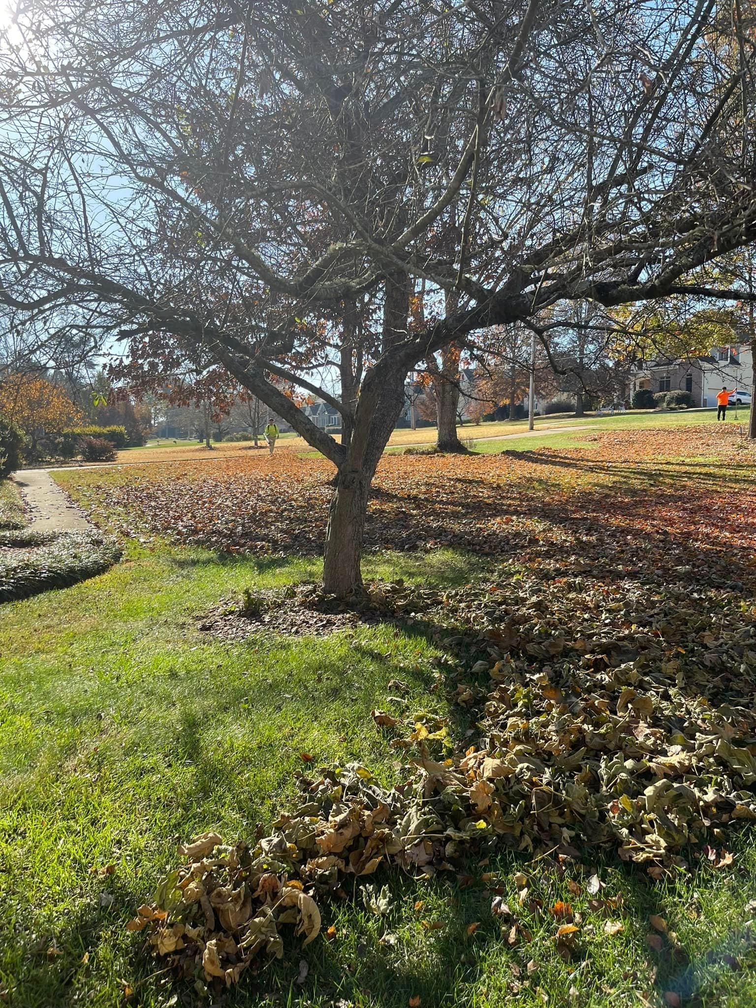  for Stem Tree Service in Belmont, NC