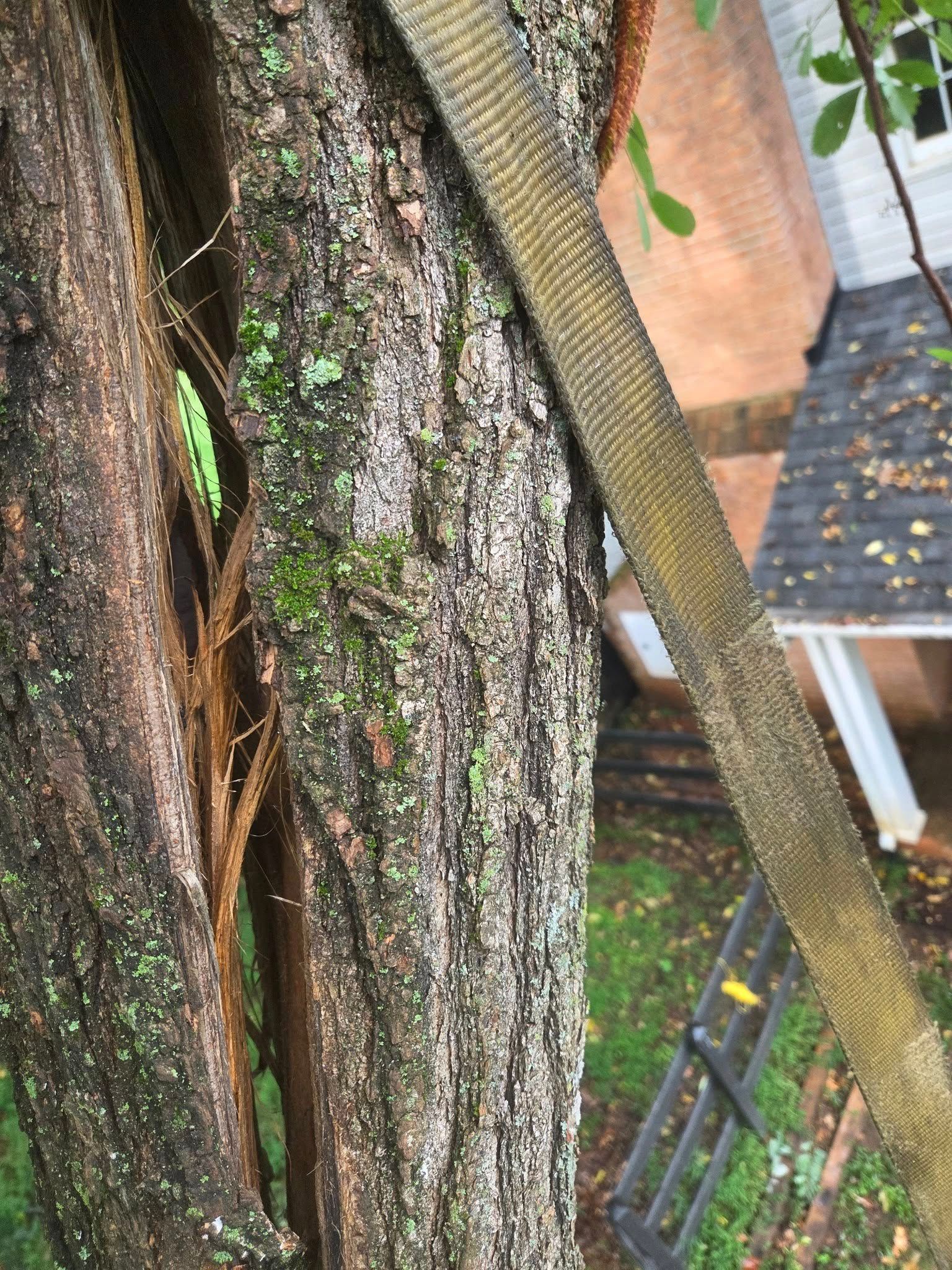 All Photos for Red Roosters Tree Services in Bedford County, VA