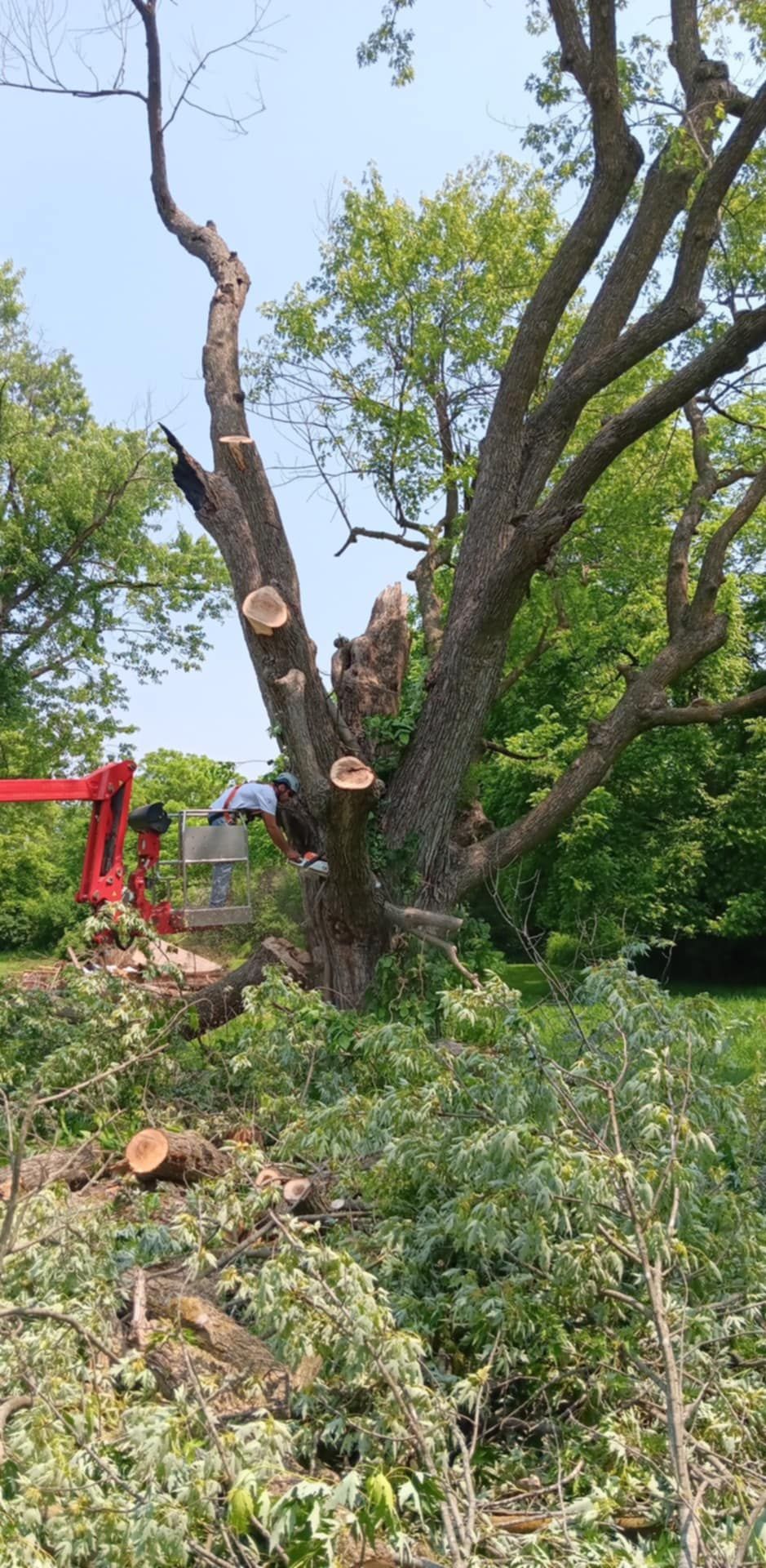  for Lawn Ranger Yard And Tree Service LLC in Ottumwa, IA