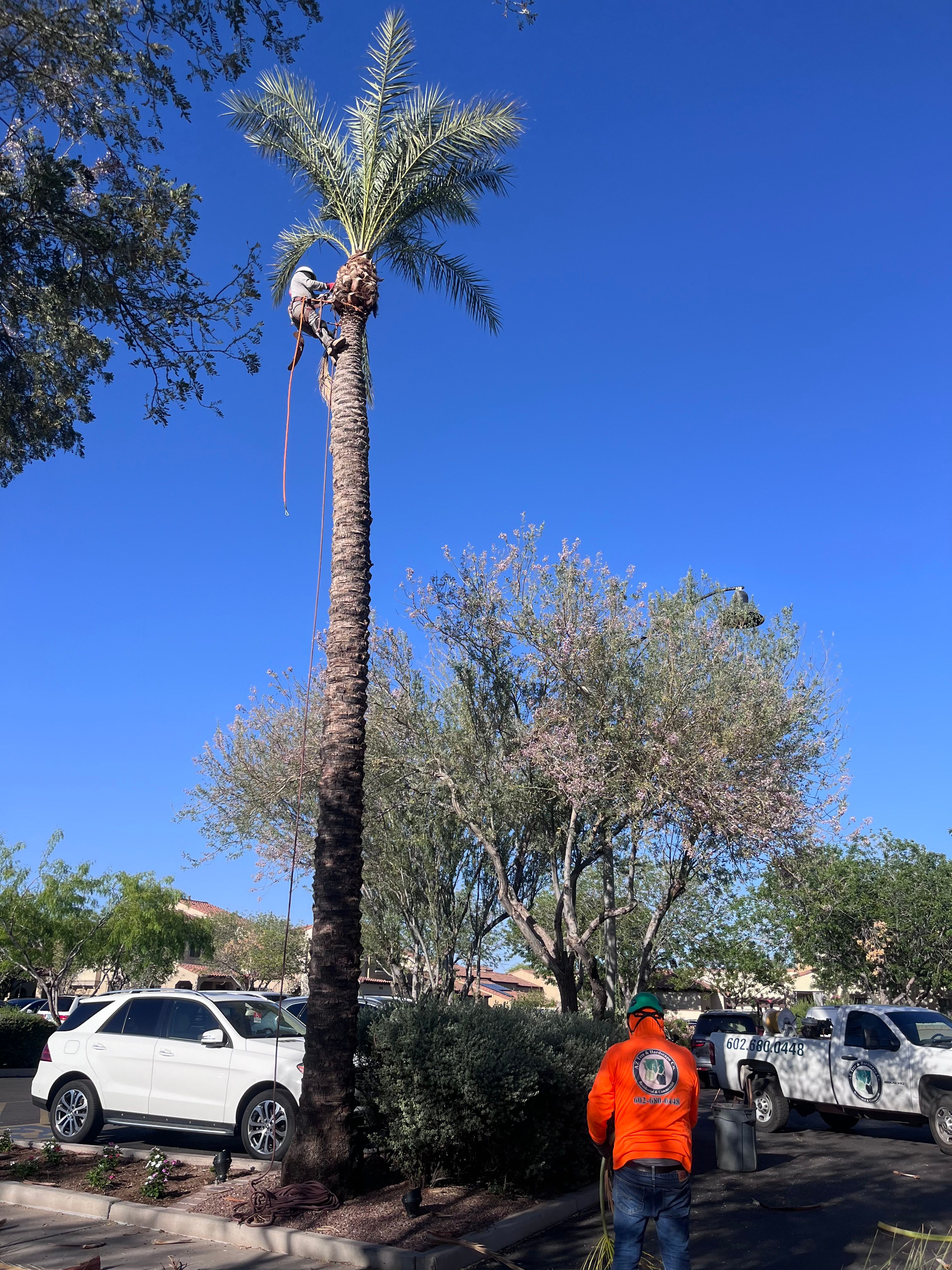  for AZ Tree & Hardscape Co in Surprise, AZ