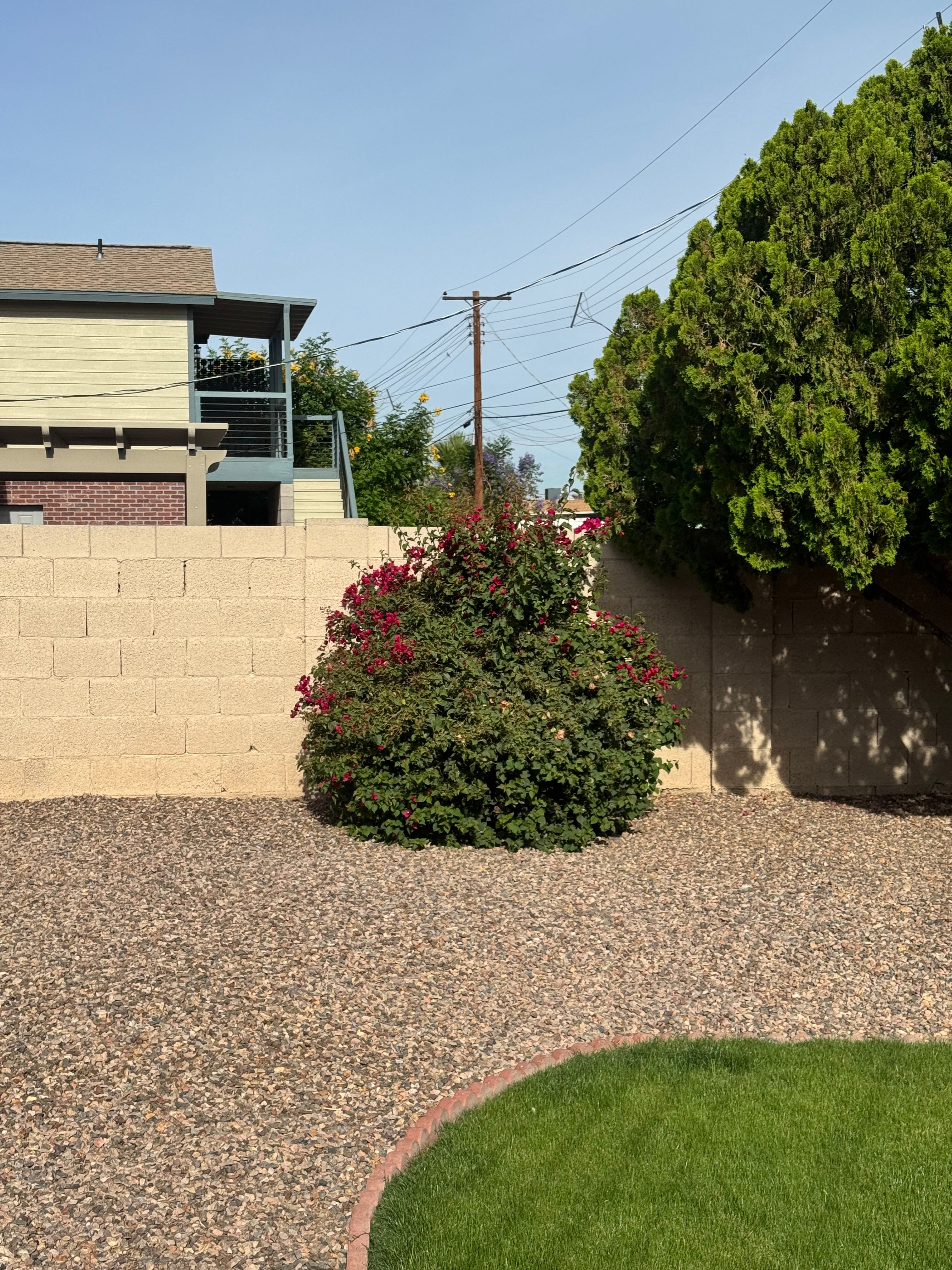  for Patriot Tree Service in Mesa, AZ
