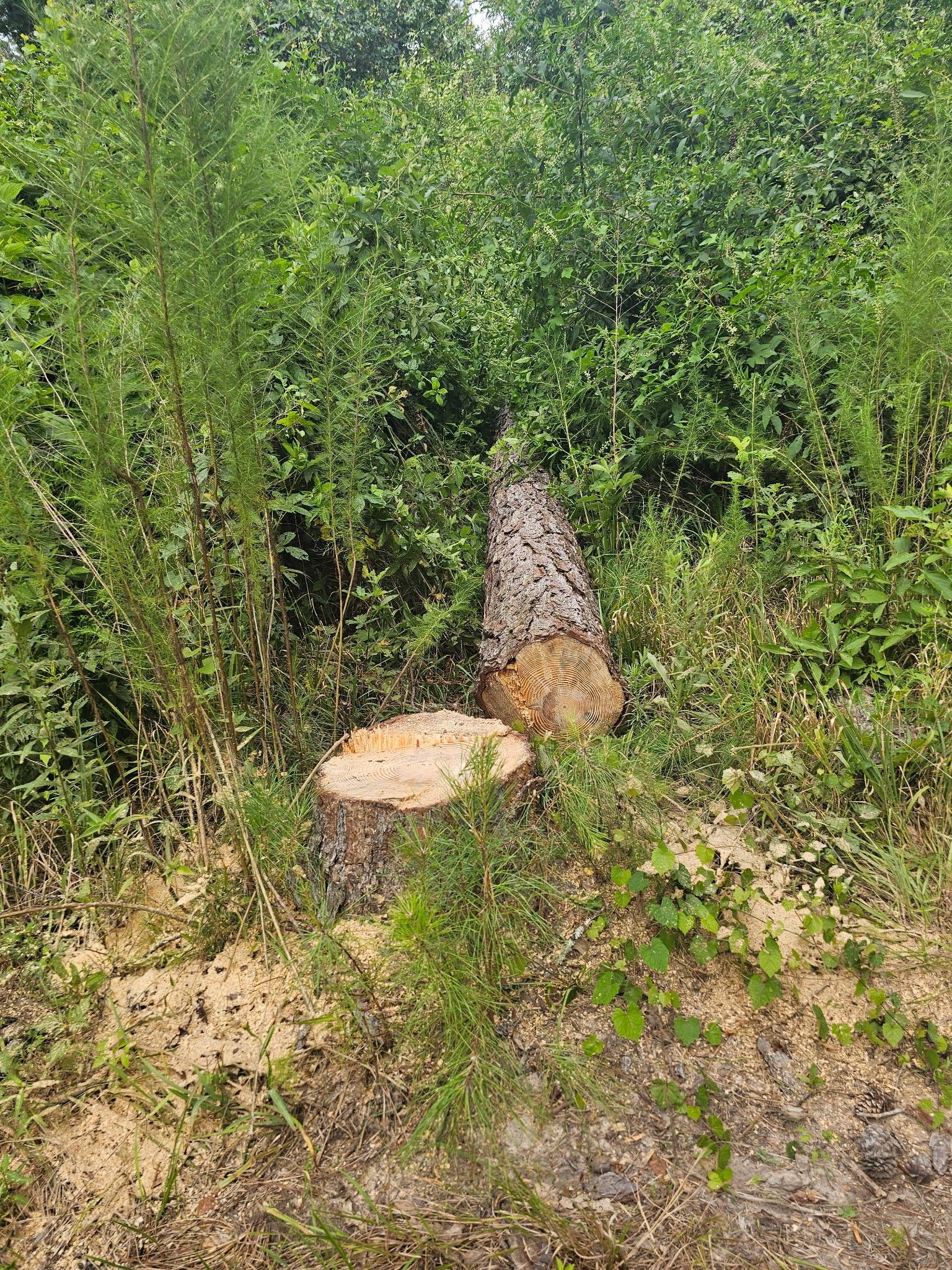  for Breaktime Tree Trimming & Removal in Oakdale, LA