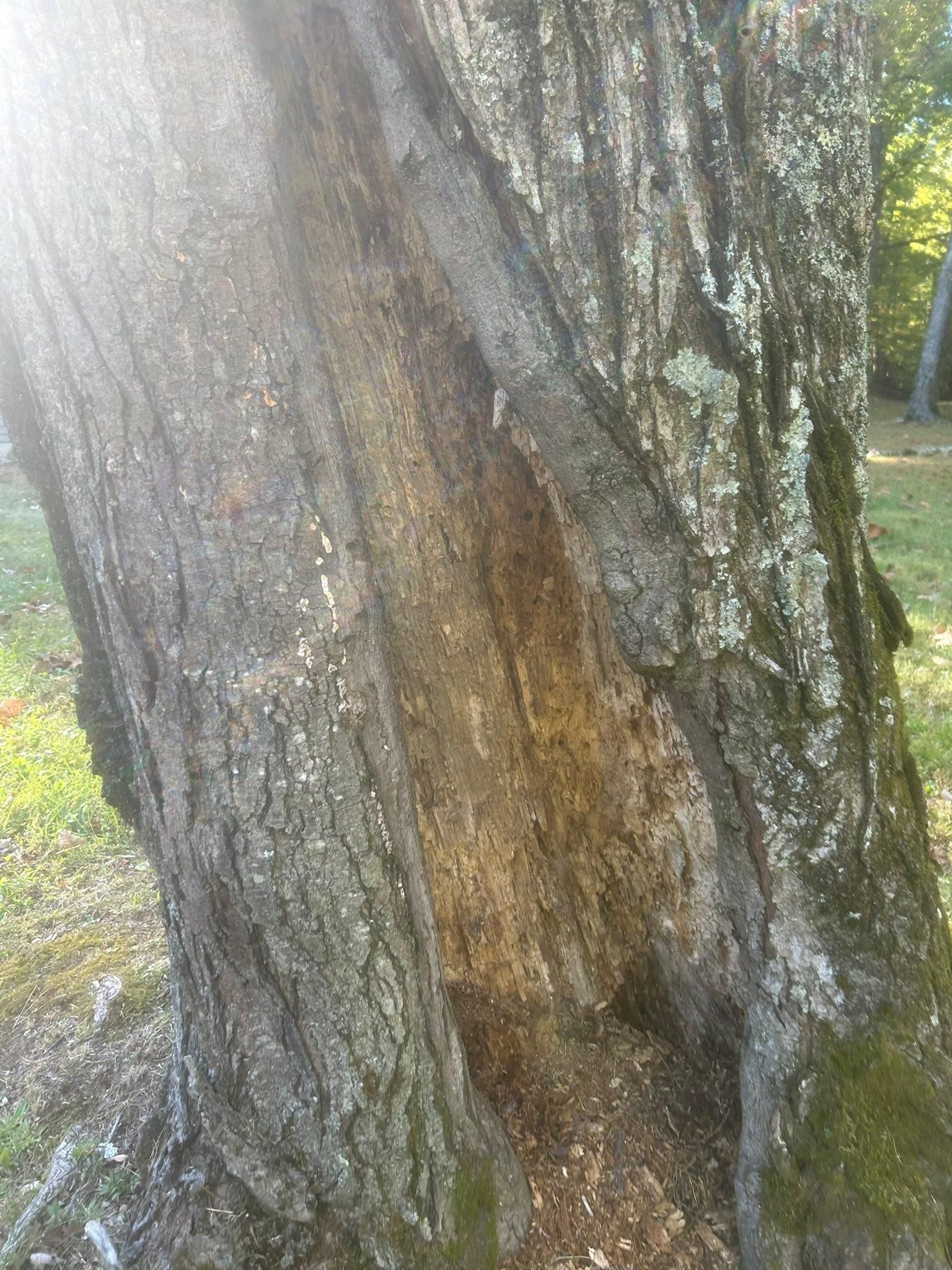  for McBee’s Tree Service in Sewanee, TN