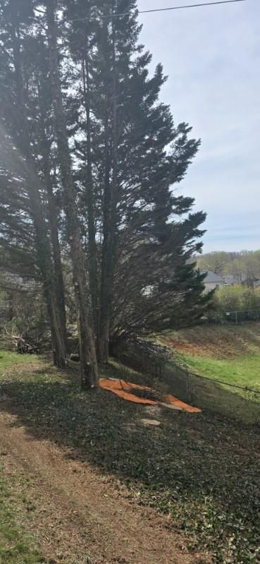  for Hamlett Tree Service LLC in Clover, VA