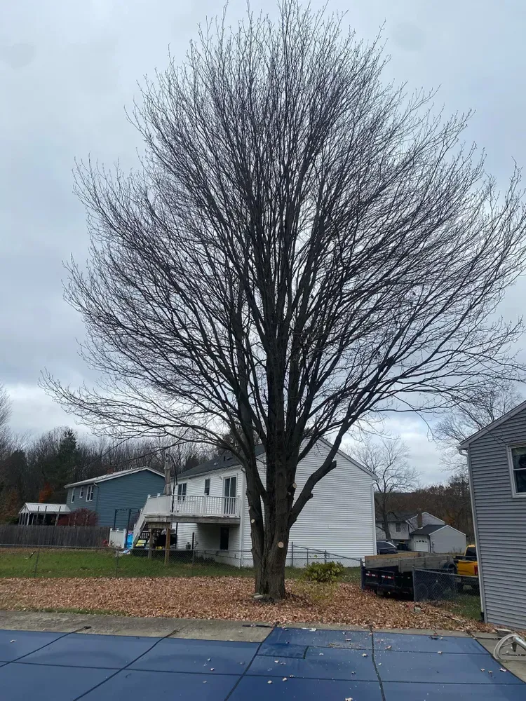All Photos for Licensed to Cut Tree Service in Athens, PA