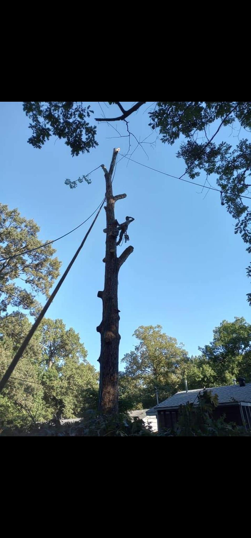  for Millers Tree Service in Saline County, AR