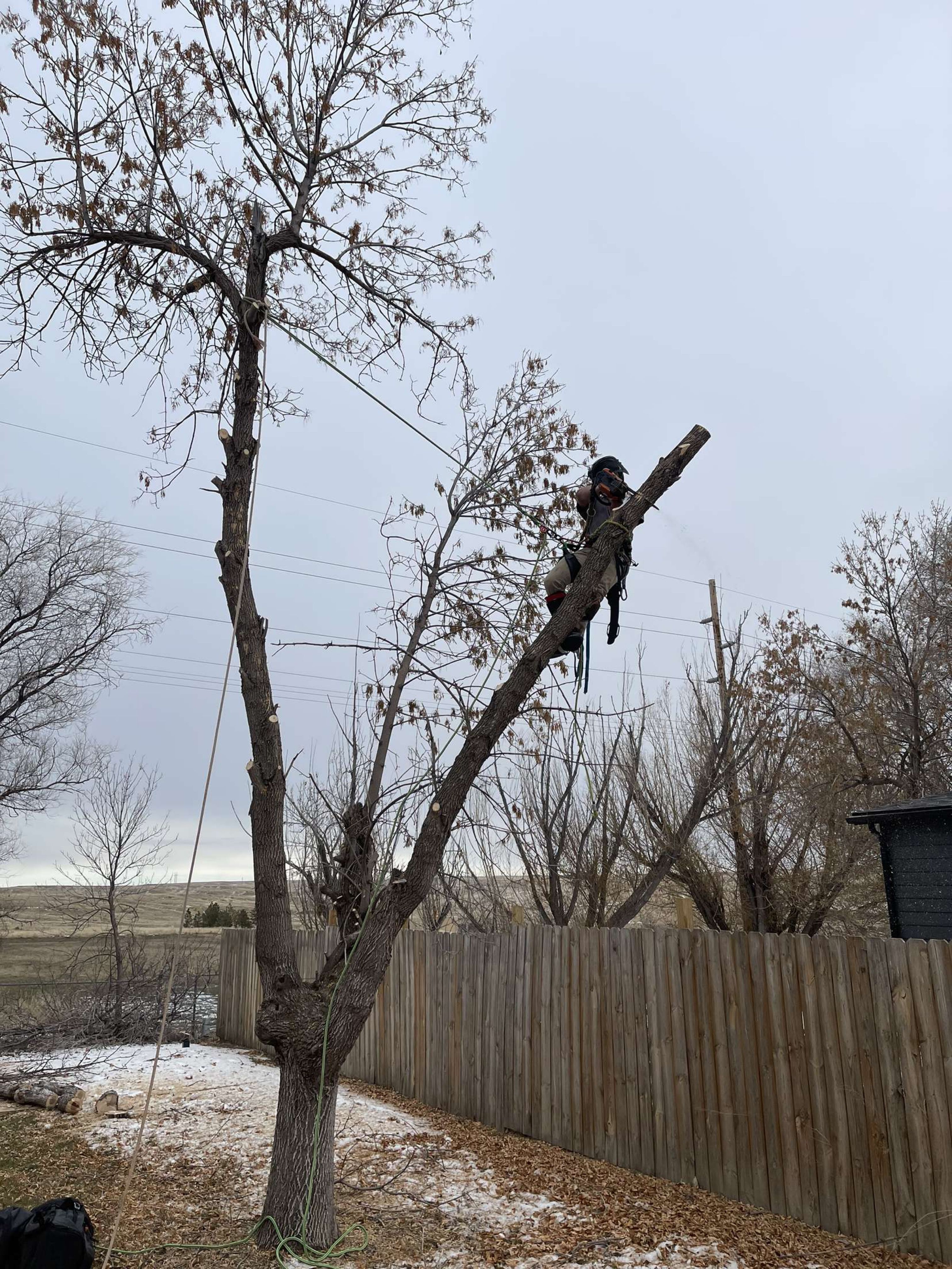  for Elevated Tree Care in Gillette, WY