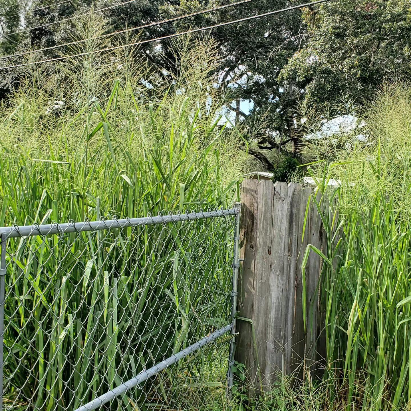  for 1 Friendly Lawn Service in Tampa, FL