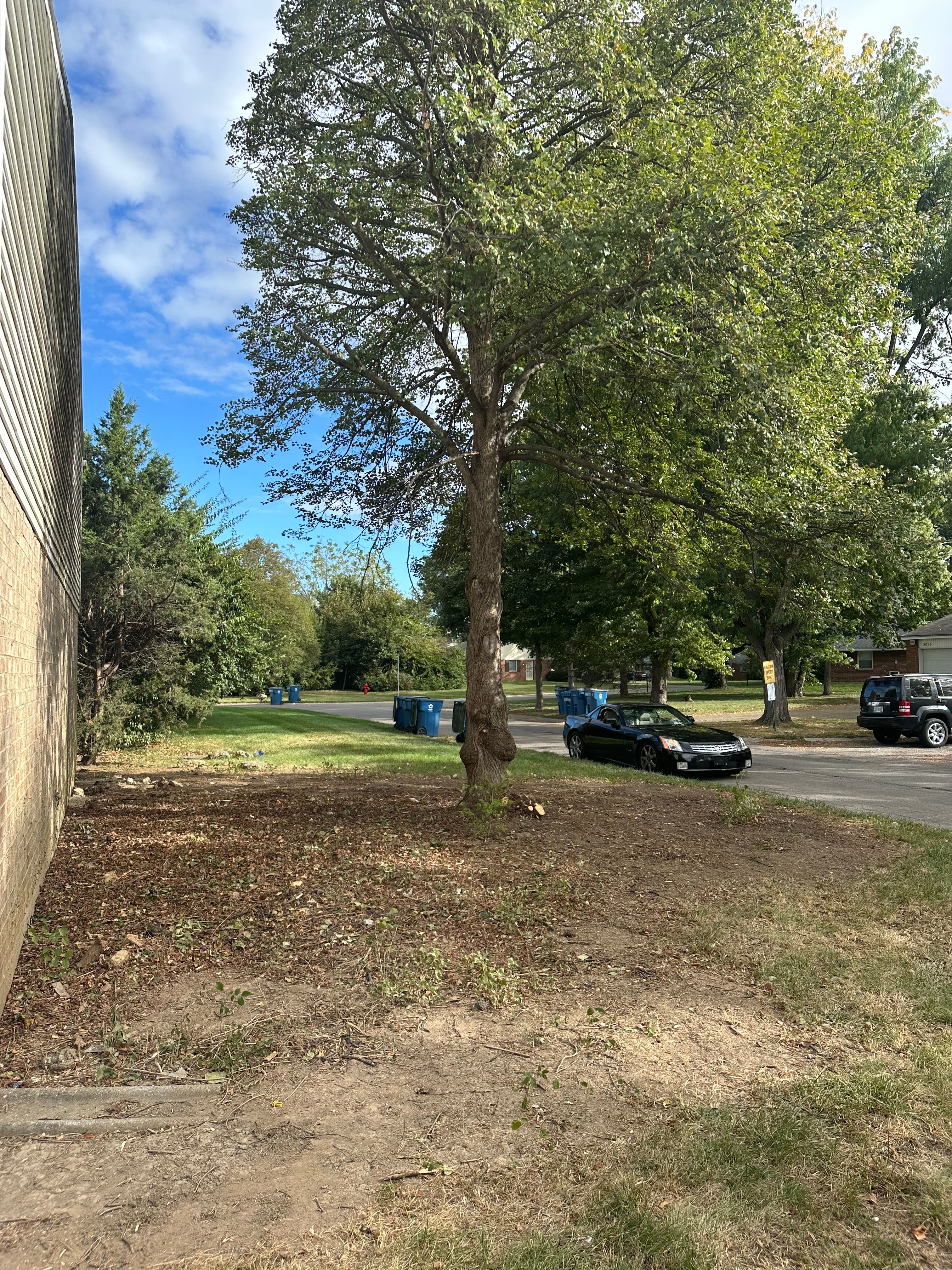 All Photos for Pro Tree Trim & Removal, Llc in Dayton, OH