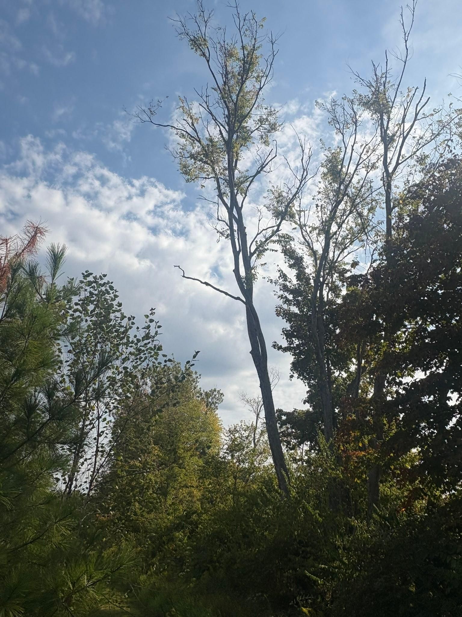  for Dig-It Tree Company in , 