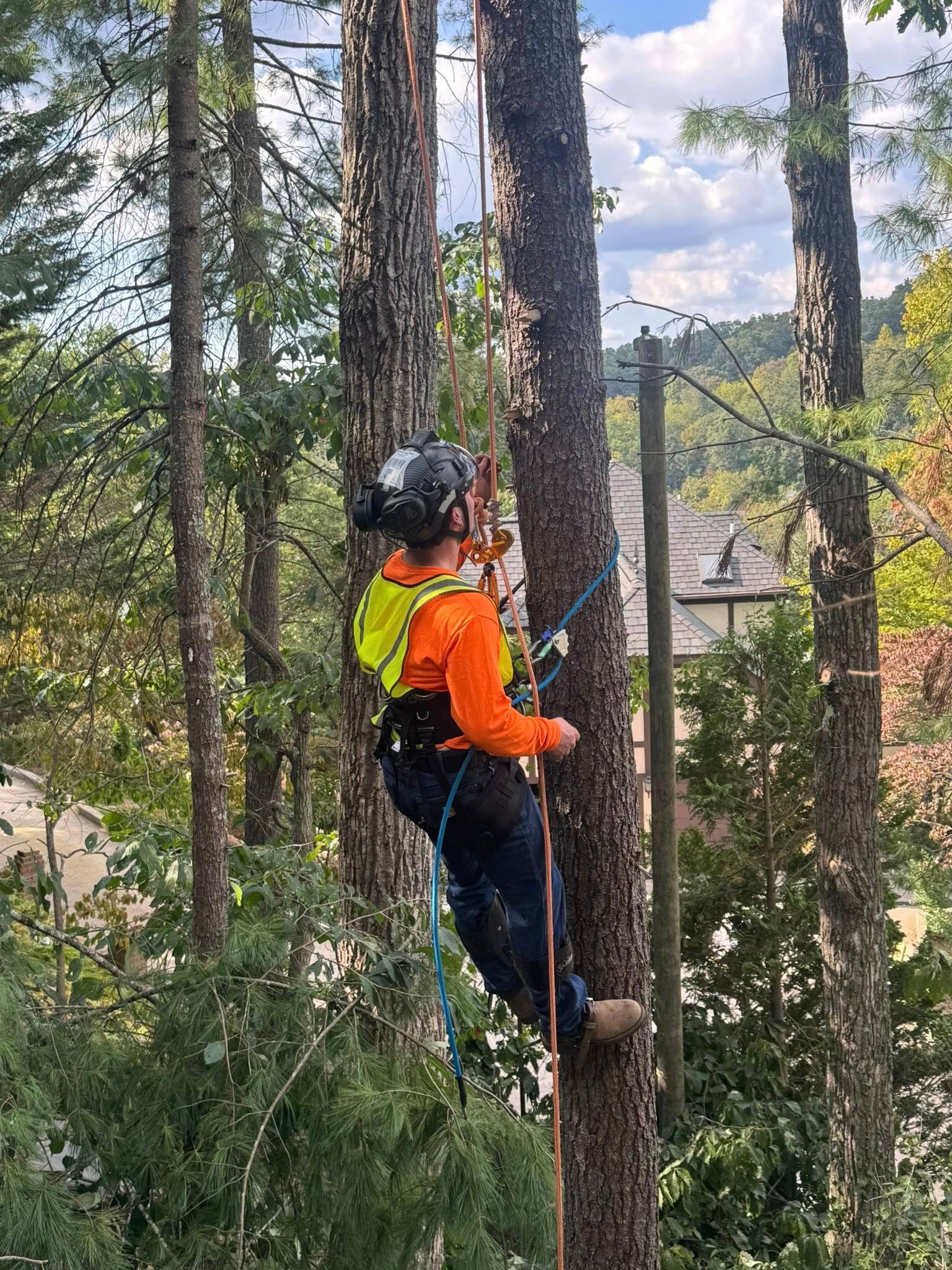 Tree Services for Precision Cutz Tree Services, LLC in Coeburn, VA