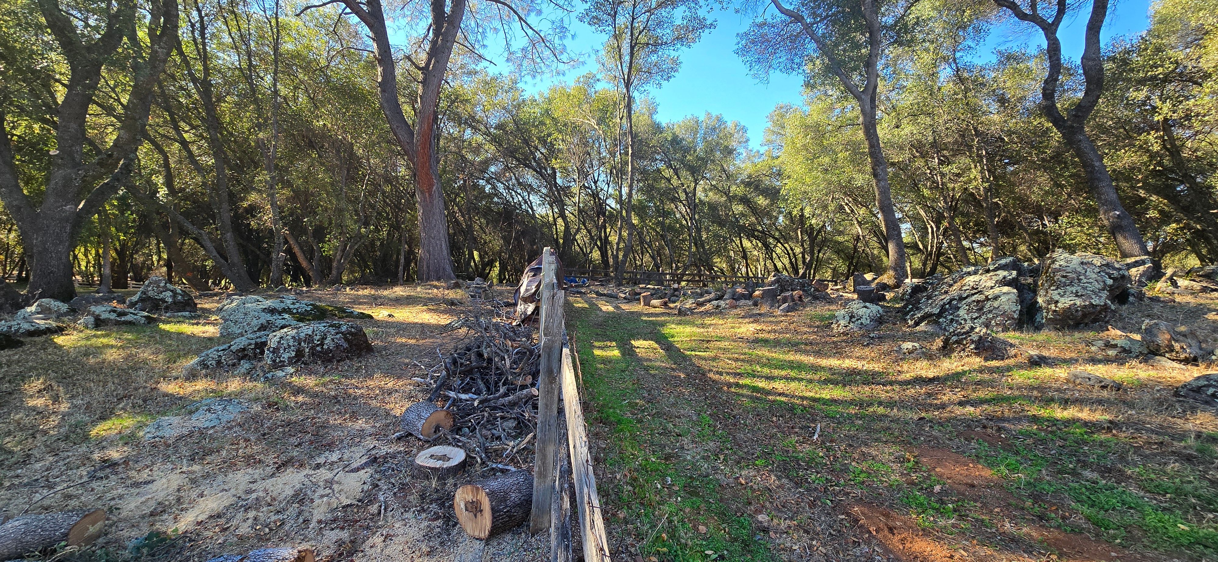  for George Staddan's Professional Tree Care in Placerville, CA