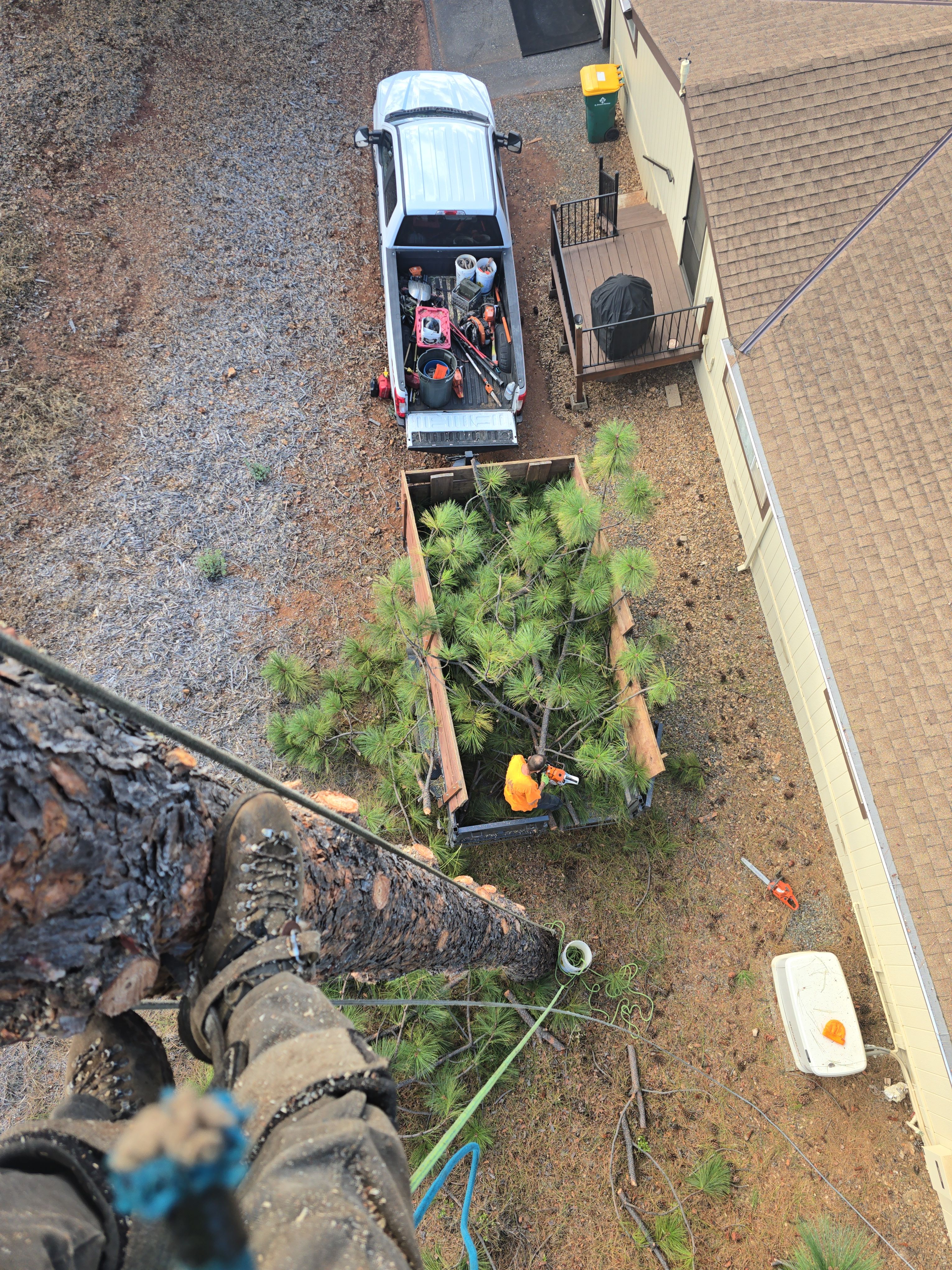  for George Staddan's Professional Tree Care in Placerville, CA