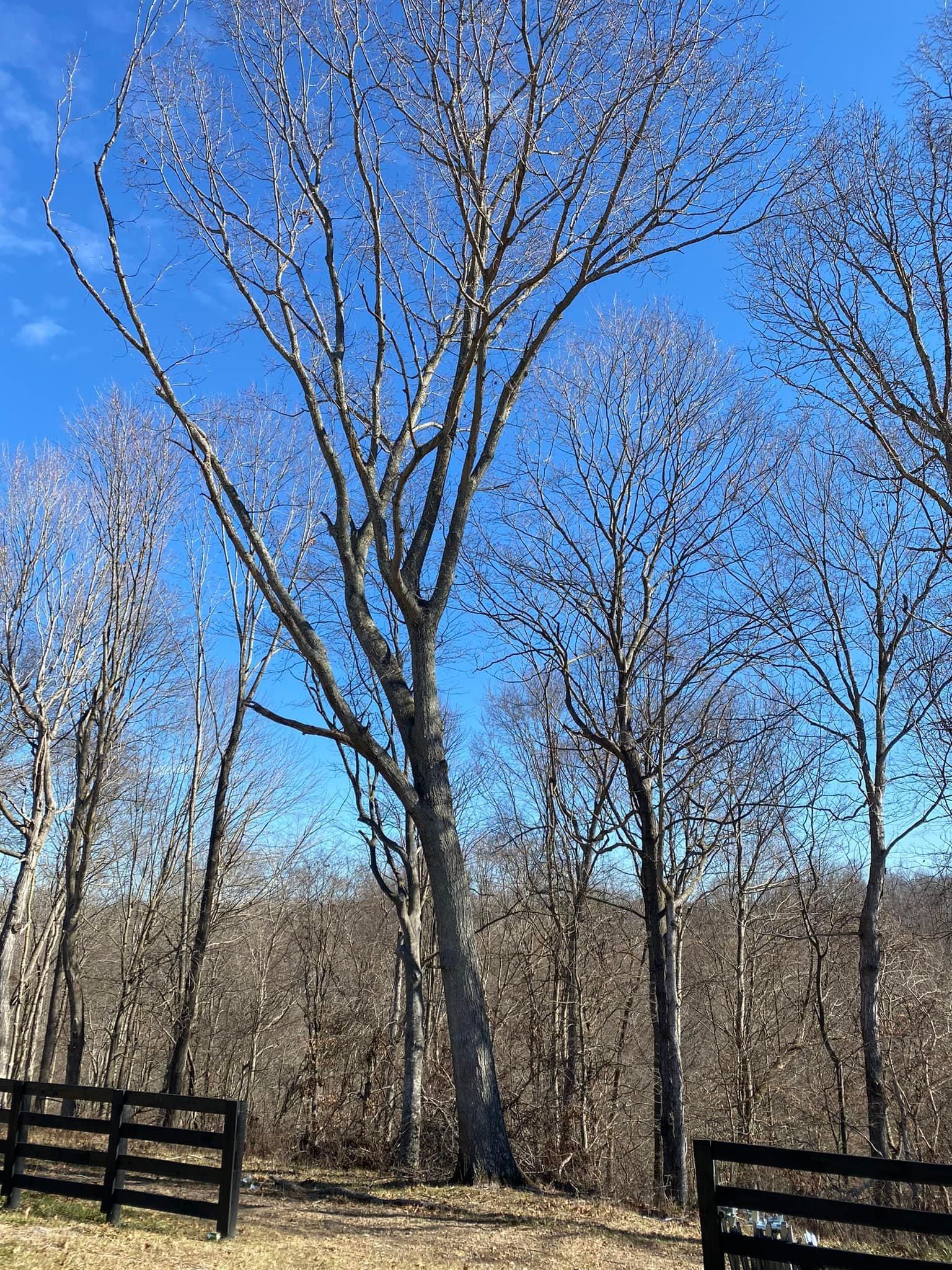 Tree Removal for Atwood’s Tree Care in Liberty,  KY