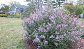  for Elevated Tree Care in Gillette, WY