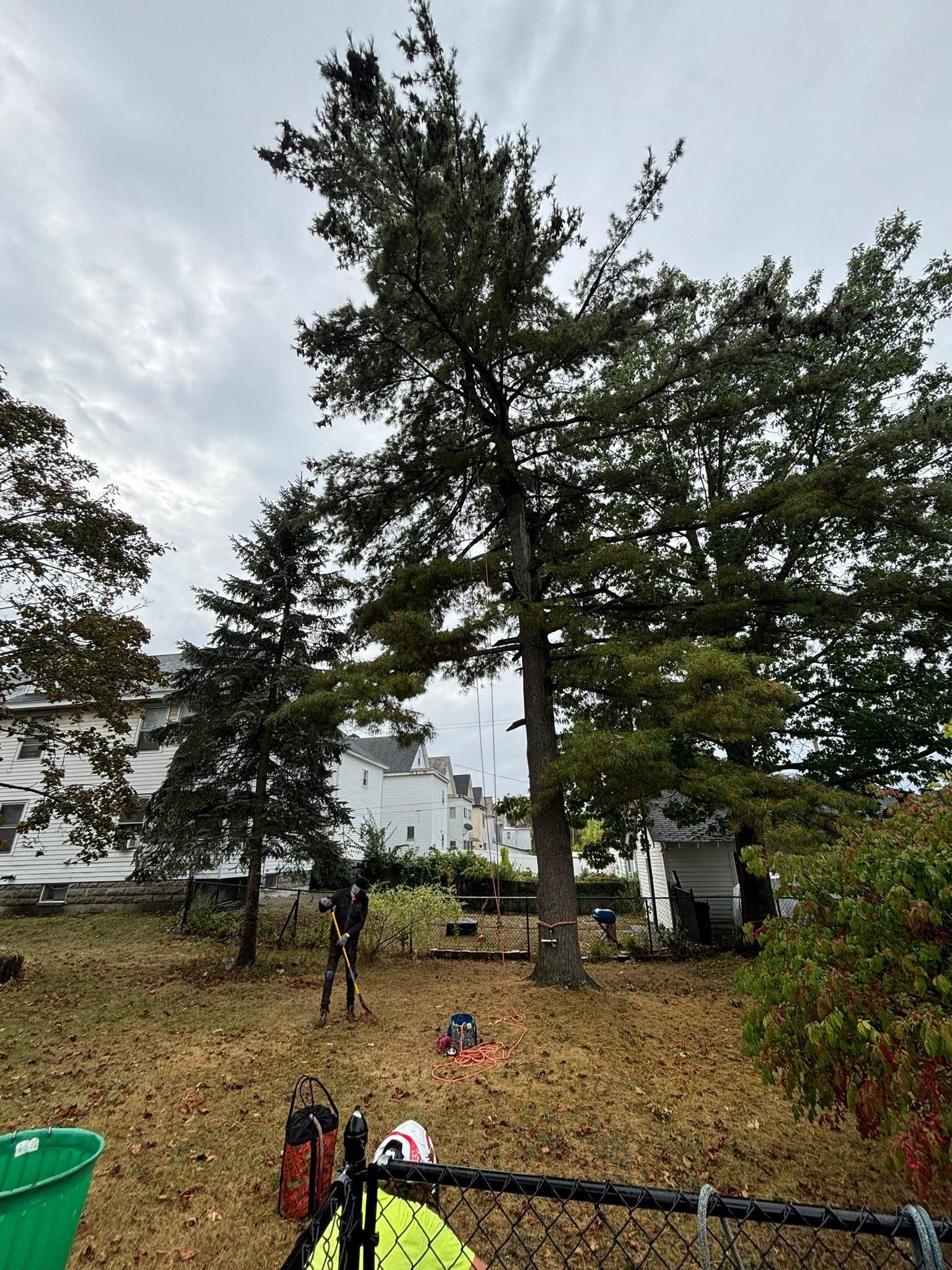  for T's Trees in Albany, NY