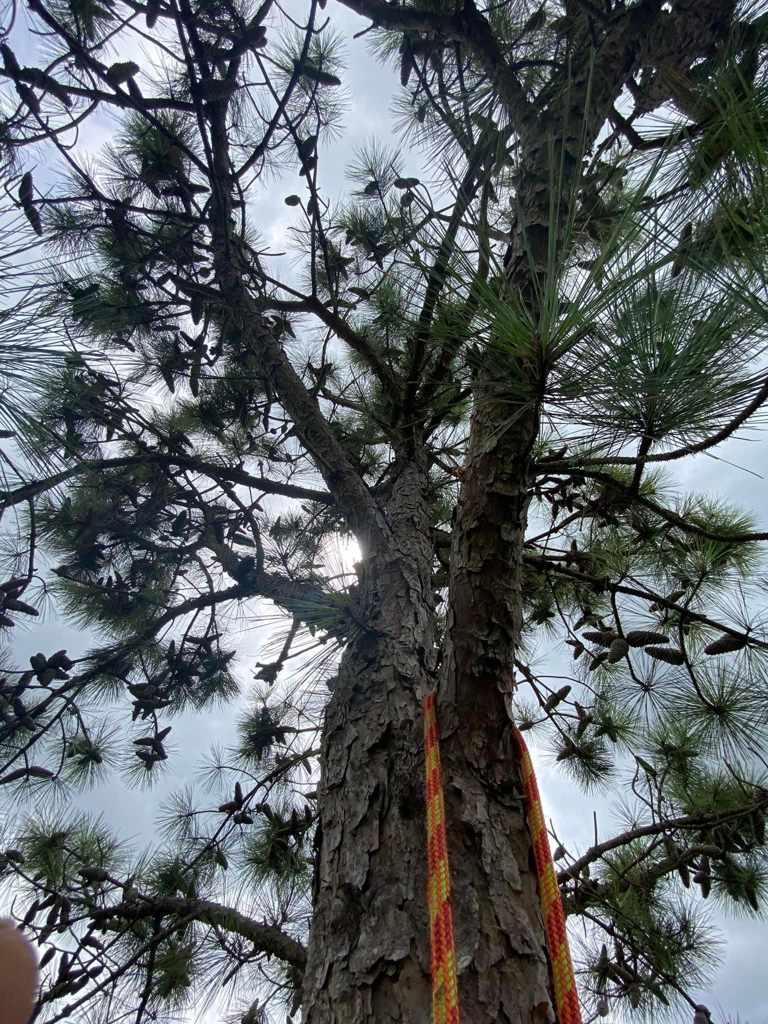  for Ascending Tree Service LLC in Kenbridge, VA