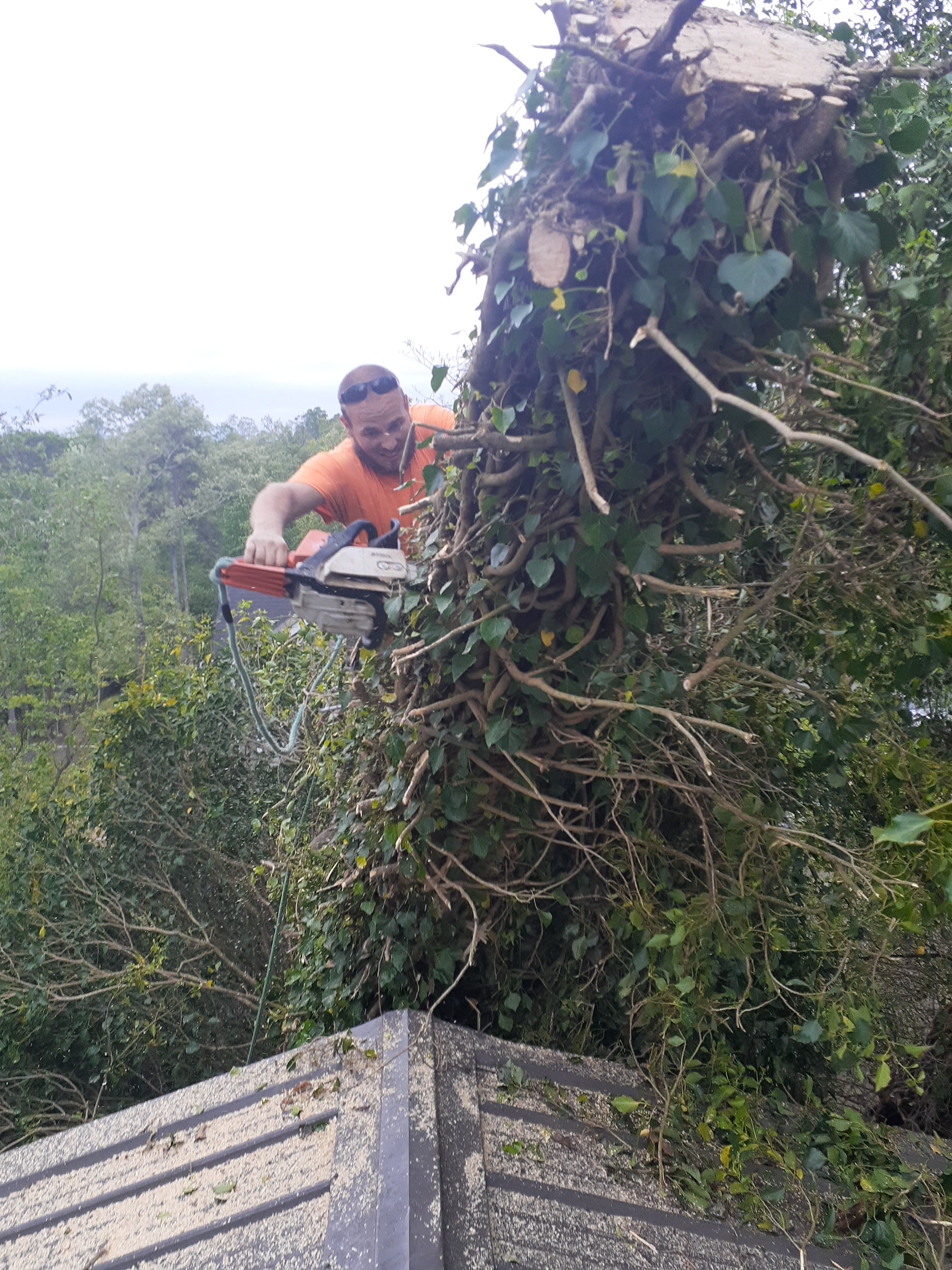  for Professional Tree Service USA in Chattanooga, TN