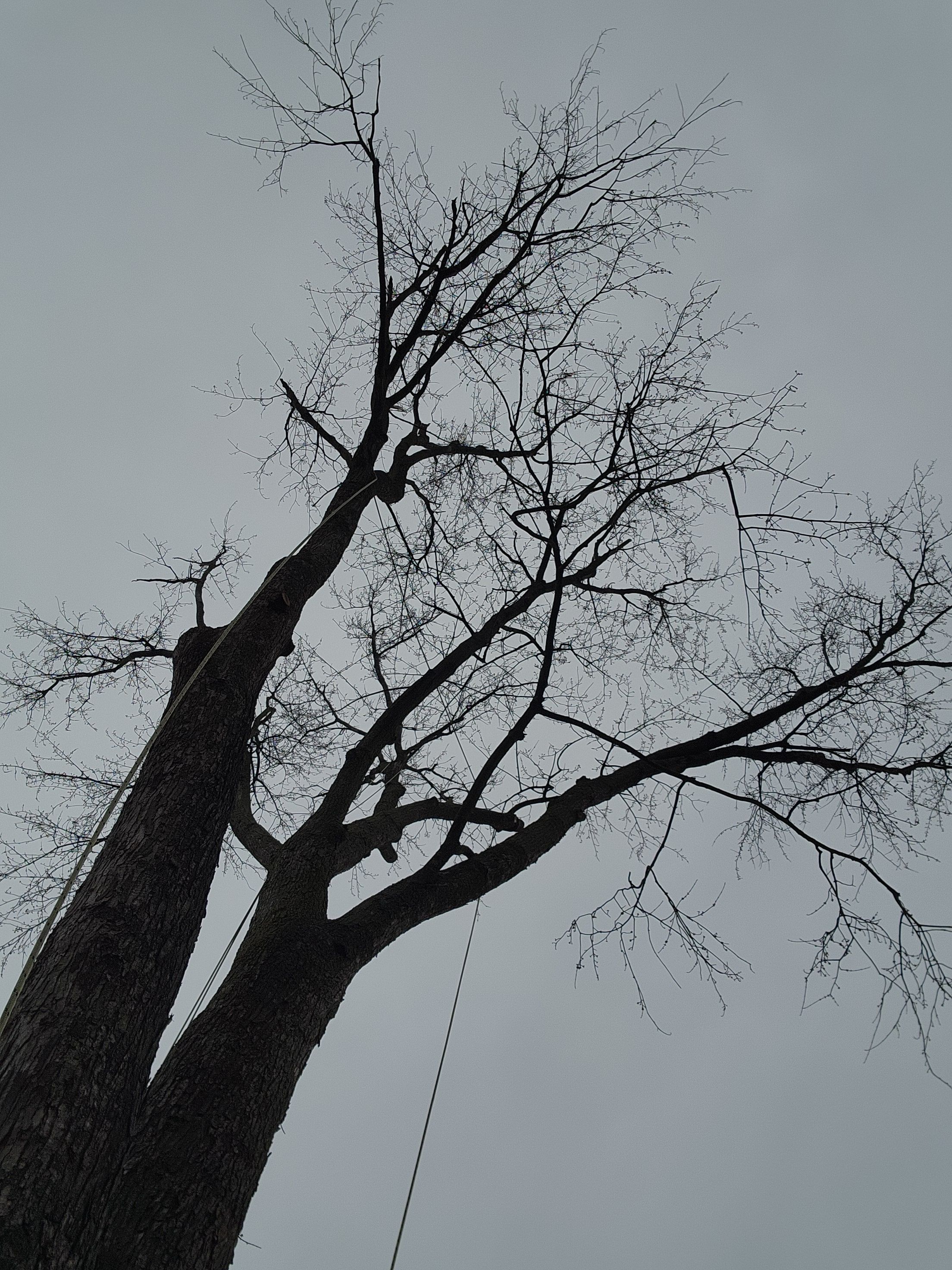 Tree Removal for Licensed to Cut Tree Service in Athens, PA