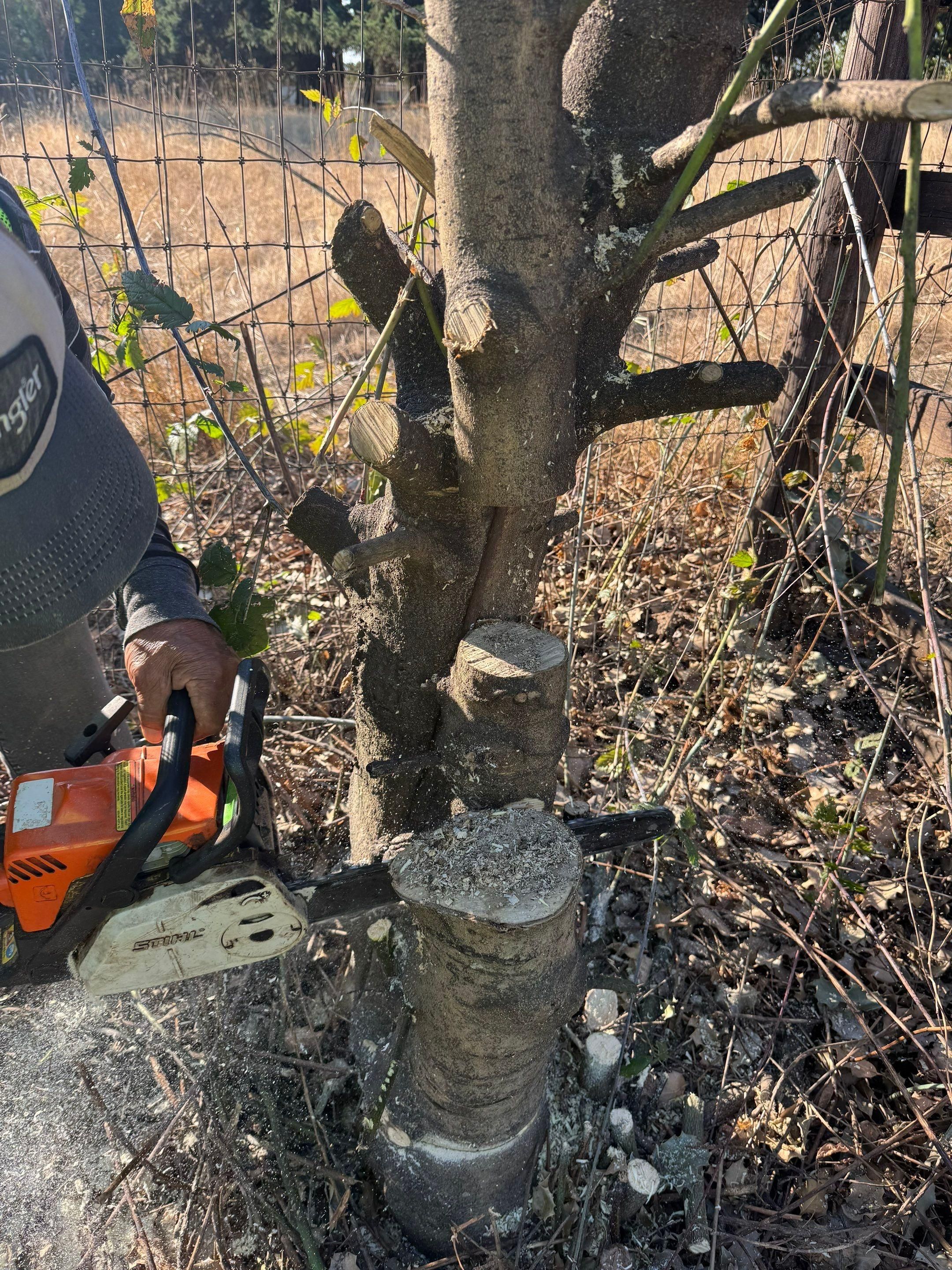  for Willamette Landscaping and Tree Services in Albany, OR