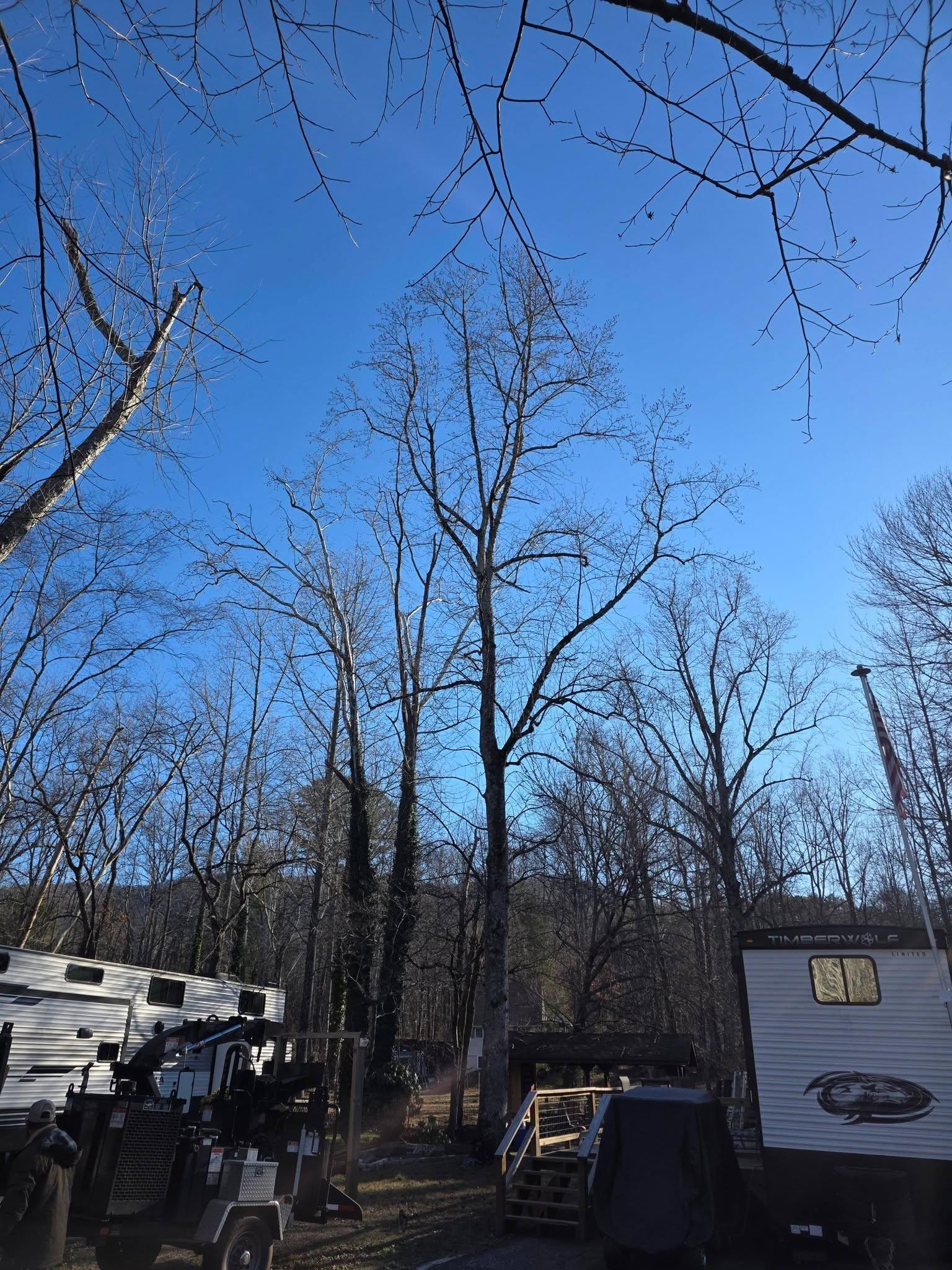  for Bobcat Bob in Clermont, GA