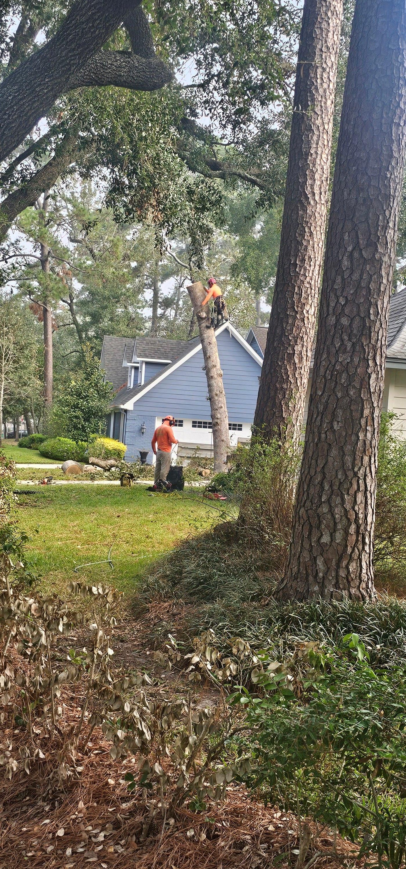  for Servin's Tree Care  in Houston, TX