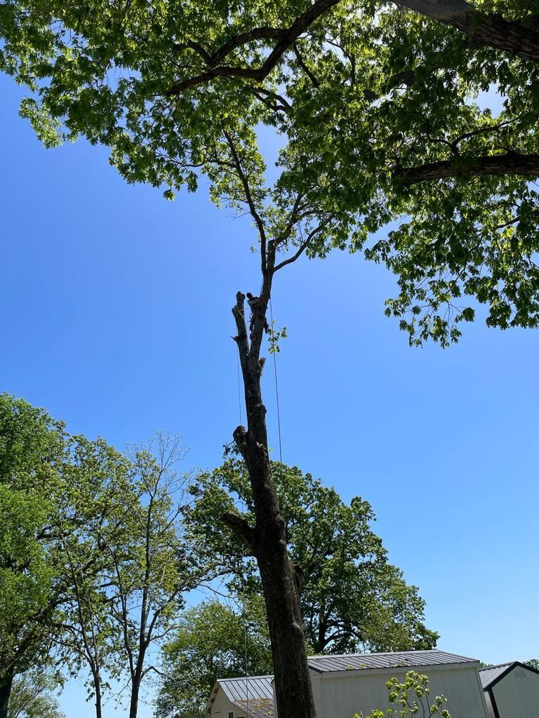 Tree Removal for Rosales Landscaping LLC in Lake Gaston, North Carolina