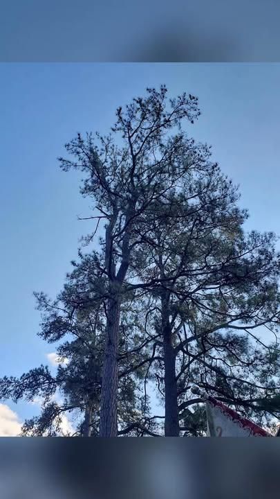  for Ricky's Tree Service & Property Care in Orange, VA