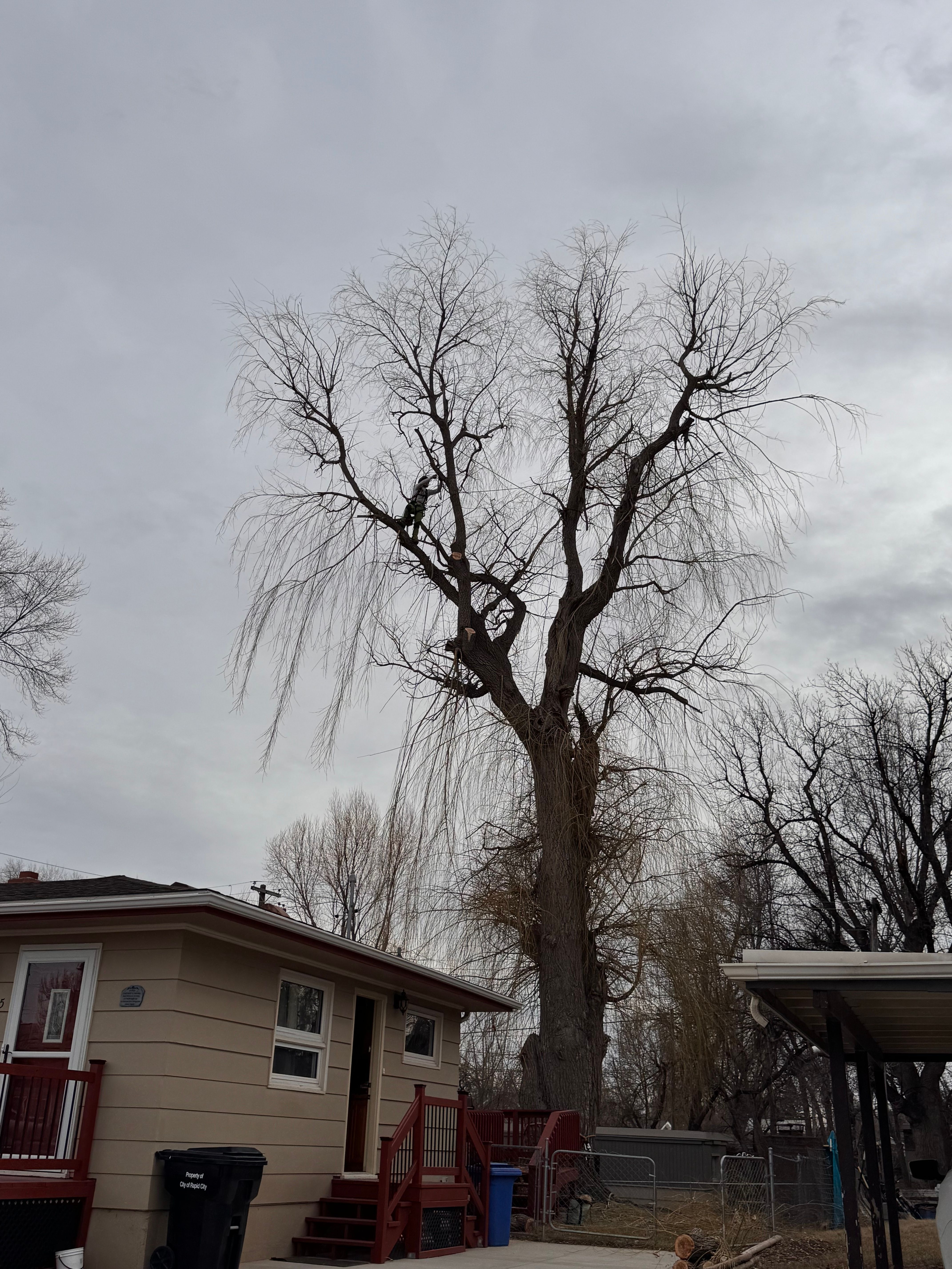  for Elevated Tree Care in Gillette, WY