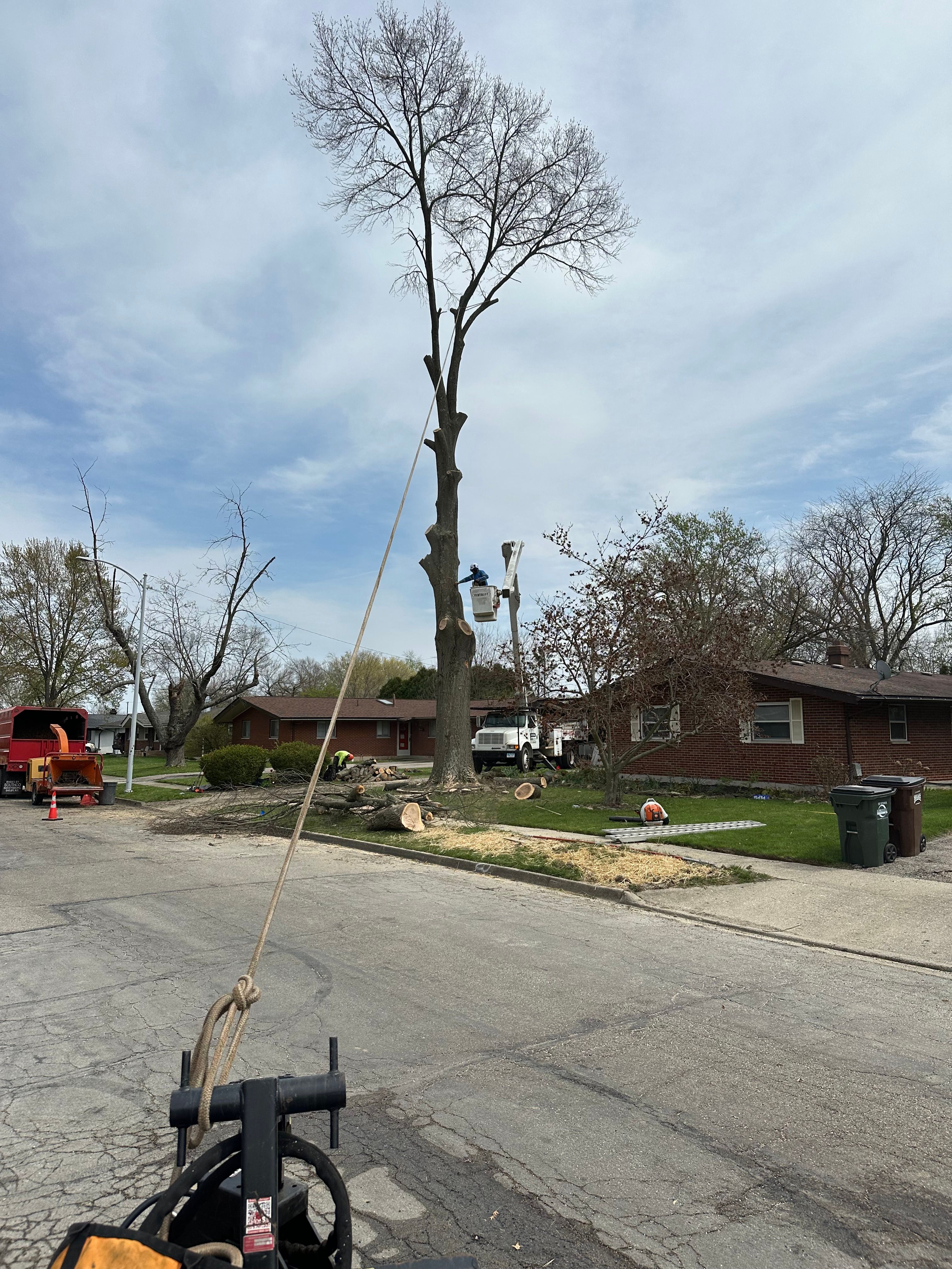 All Photos for Pro Tree Trim & Removal, Llc in Dayton, OH