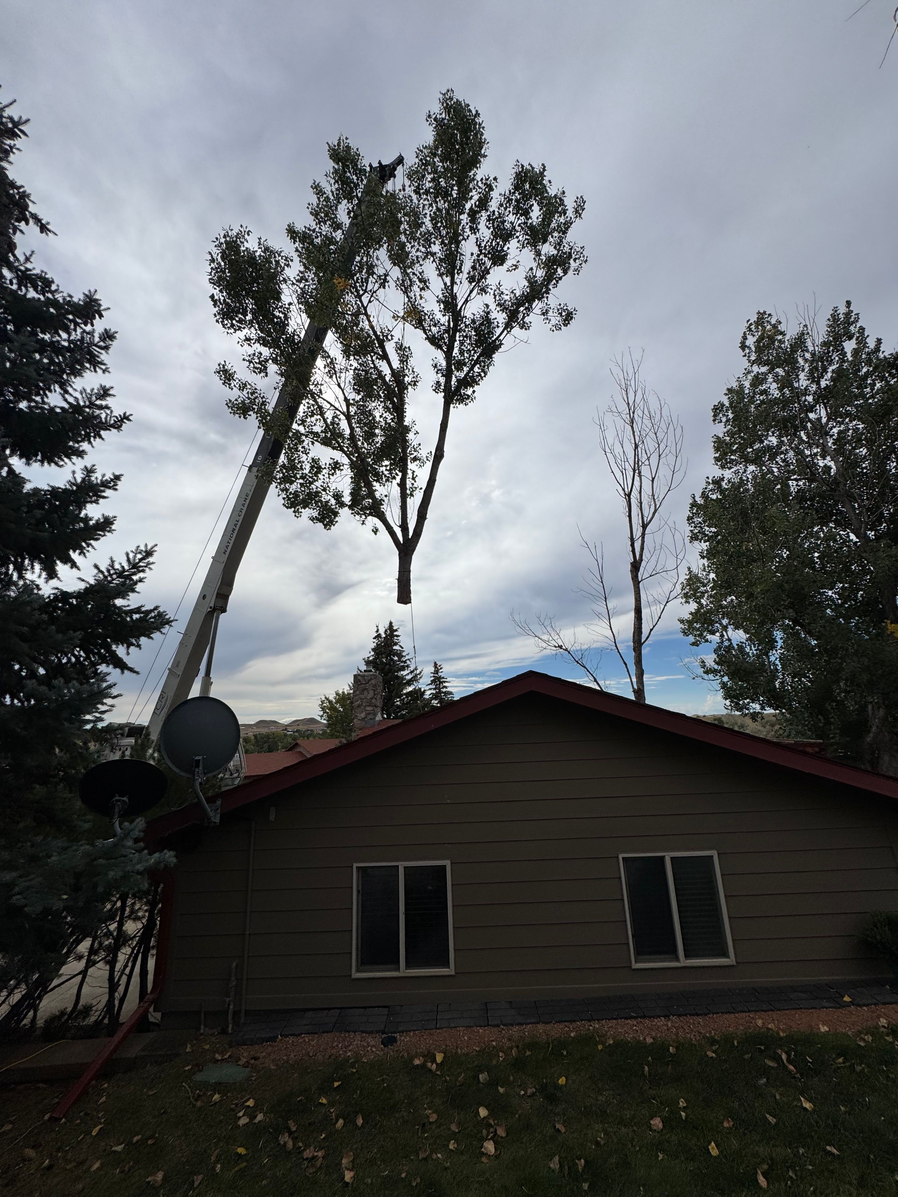  for Clean Cut Tree Service in Gillette, WY