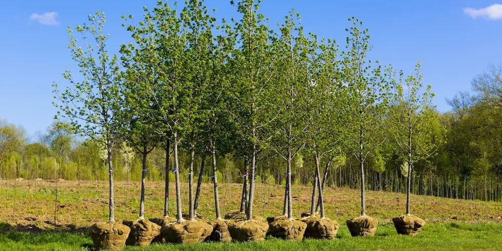 Tree Removal for Sammy's Tree Services in Rancho Cordova, CA
