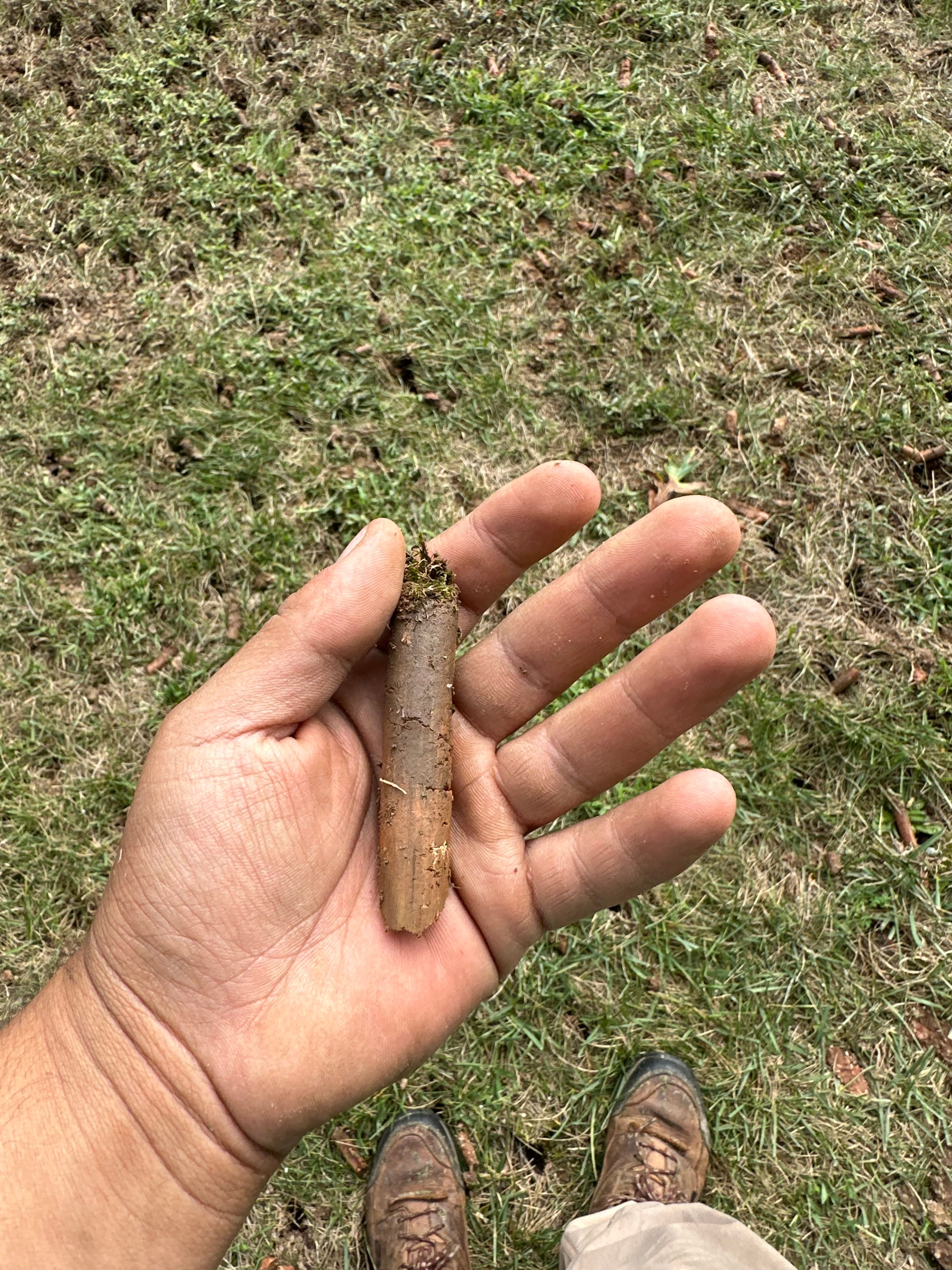  for Pecina Pine Needles in Monroe, NC