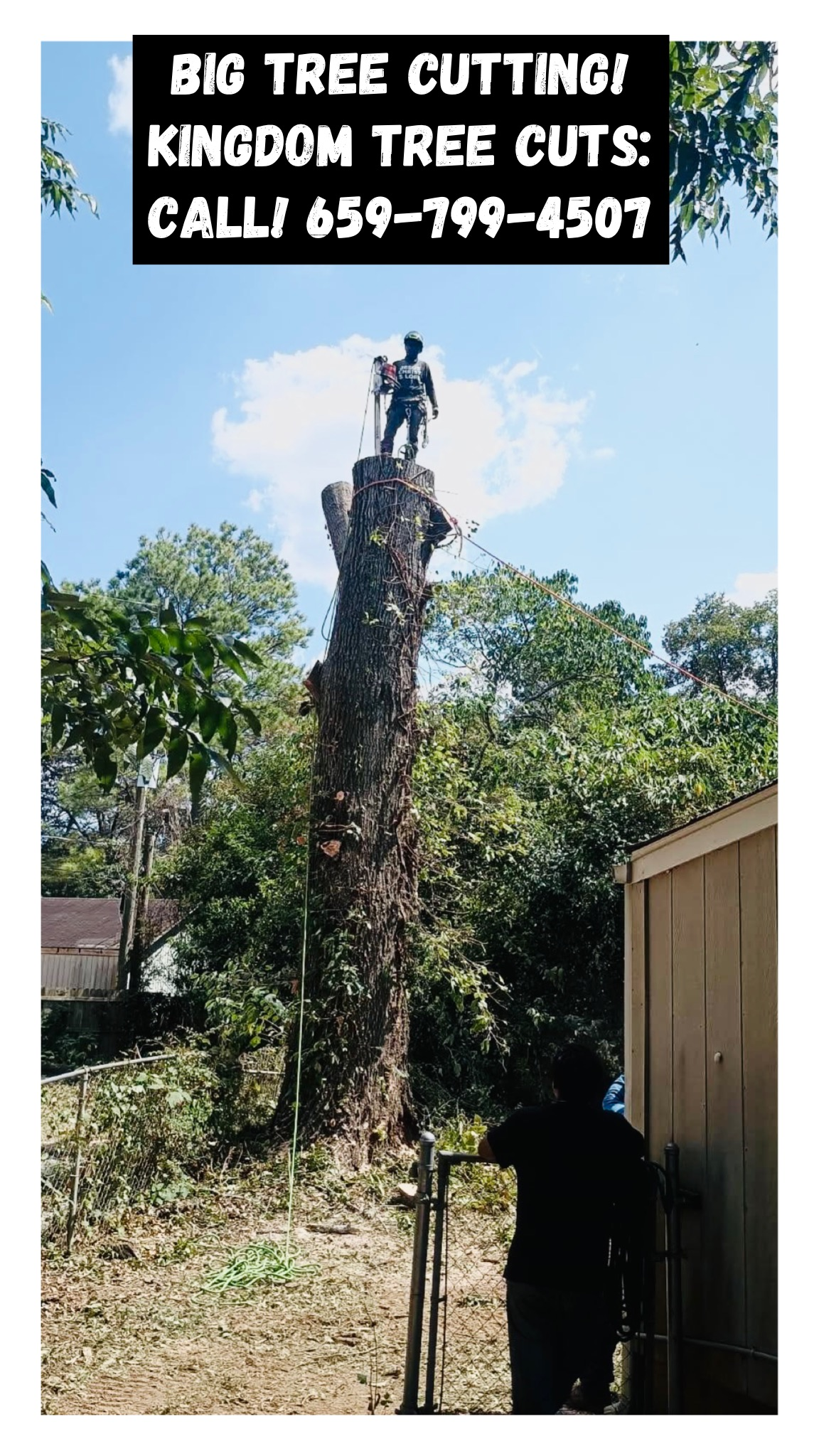  for Kingdom Tree Cuts in Birmingham, AL