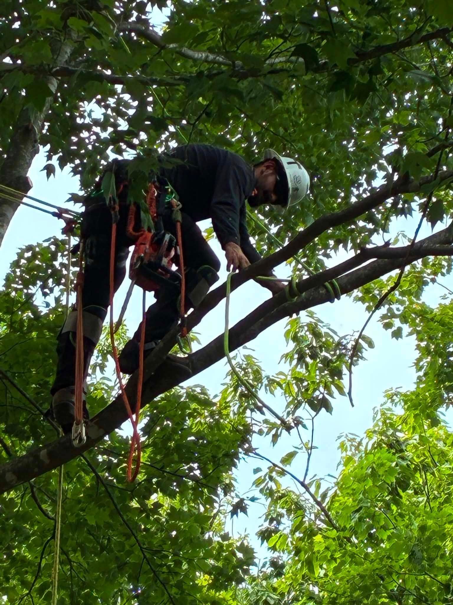  for Skys The Limit Tree Management in Morehead, KY