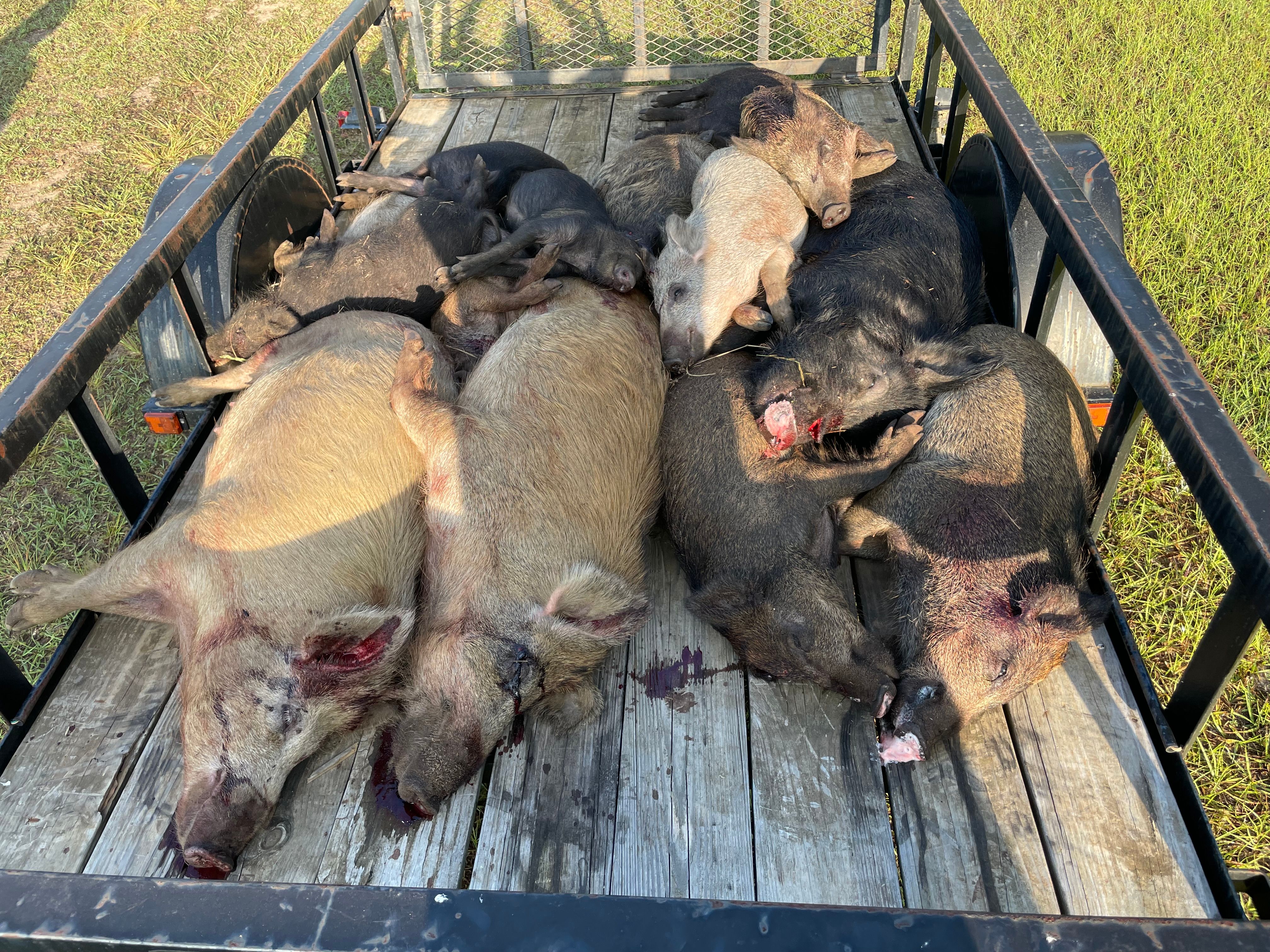  for Havoc Hog Control in Molino, FL