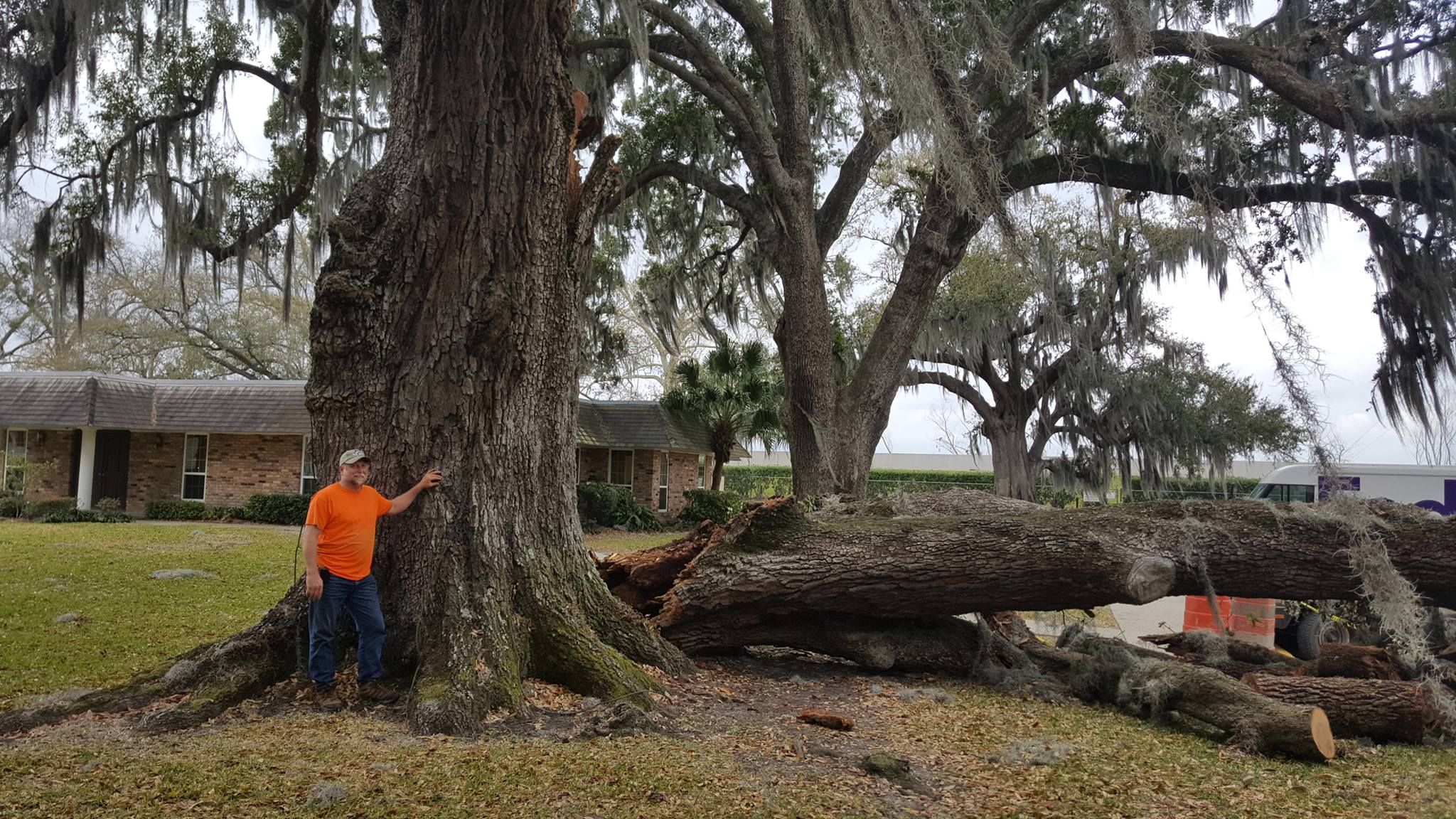  for David's Tree Service in Slidell, LA