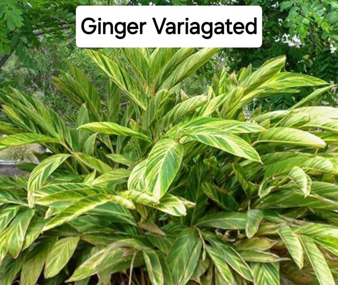  for CRM Palm & Landscaping in Rockport, TX