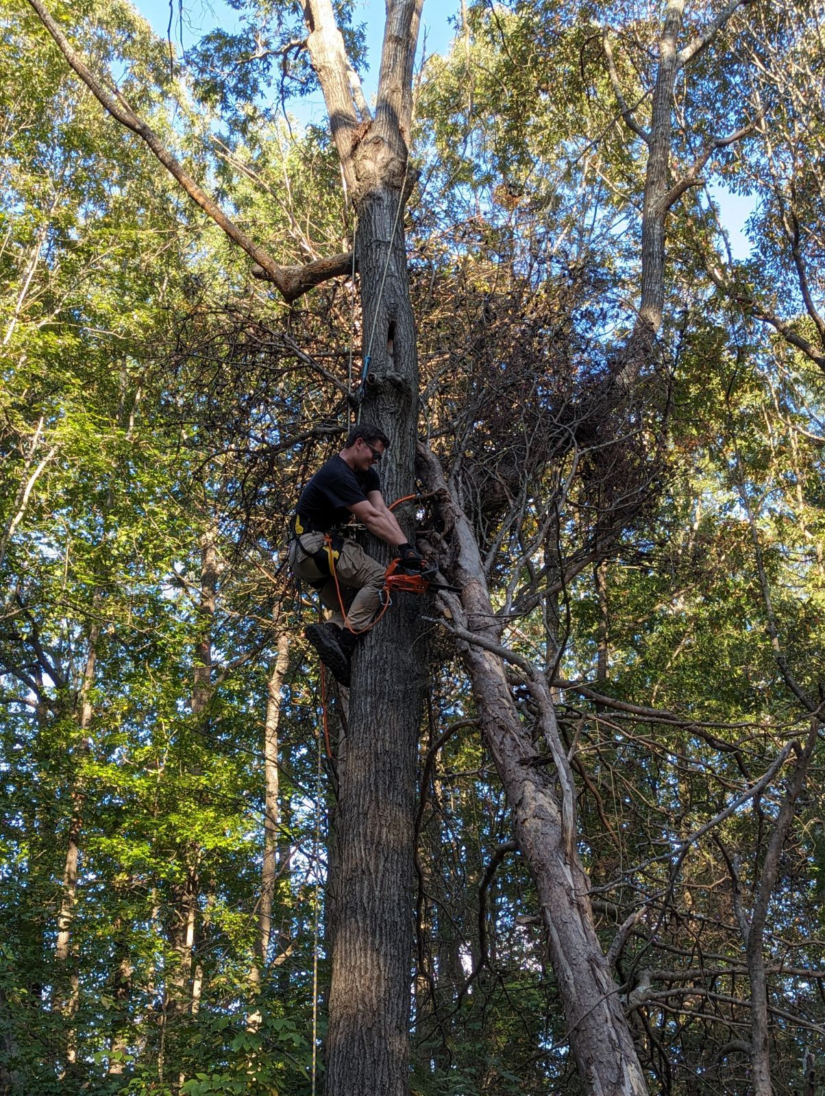  for Affordable Tree Service TN in White House, TN