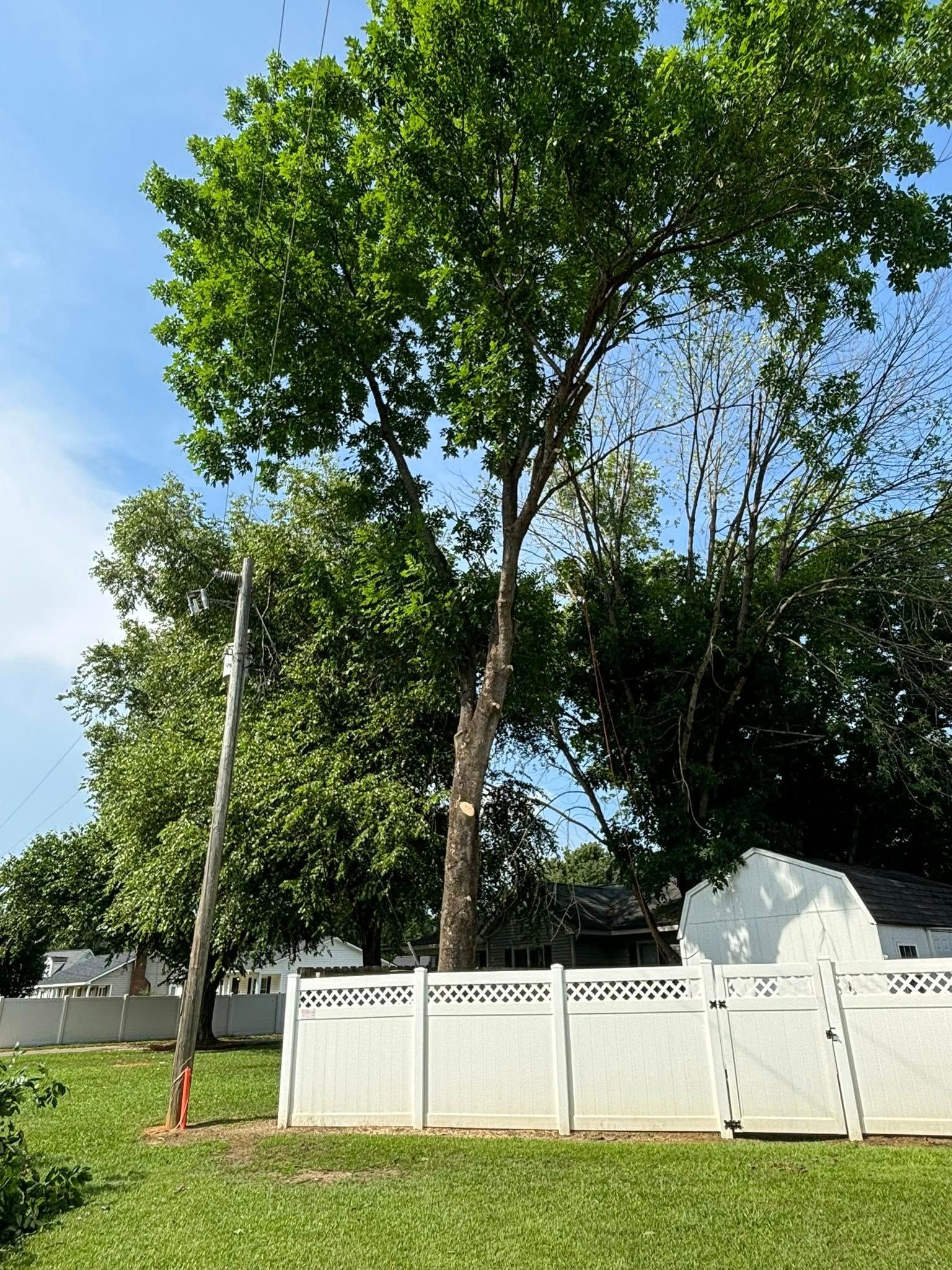  for Total Tree Care in Erwin, North Carolina