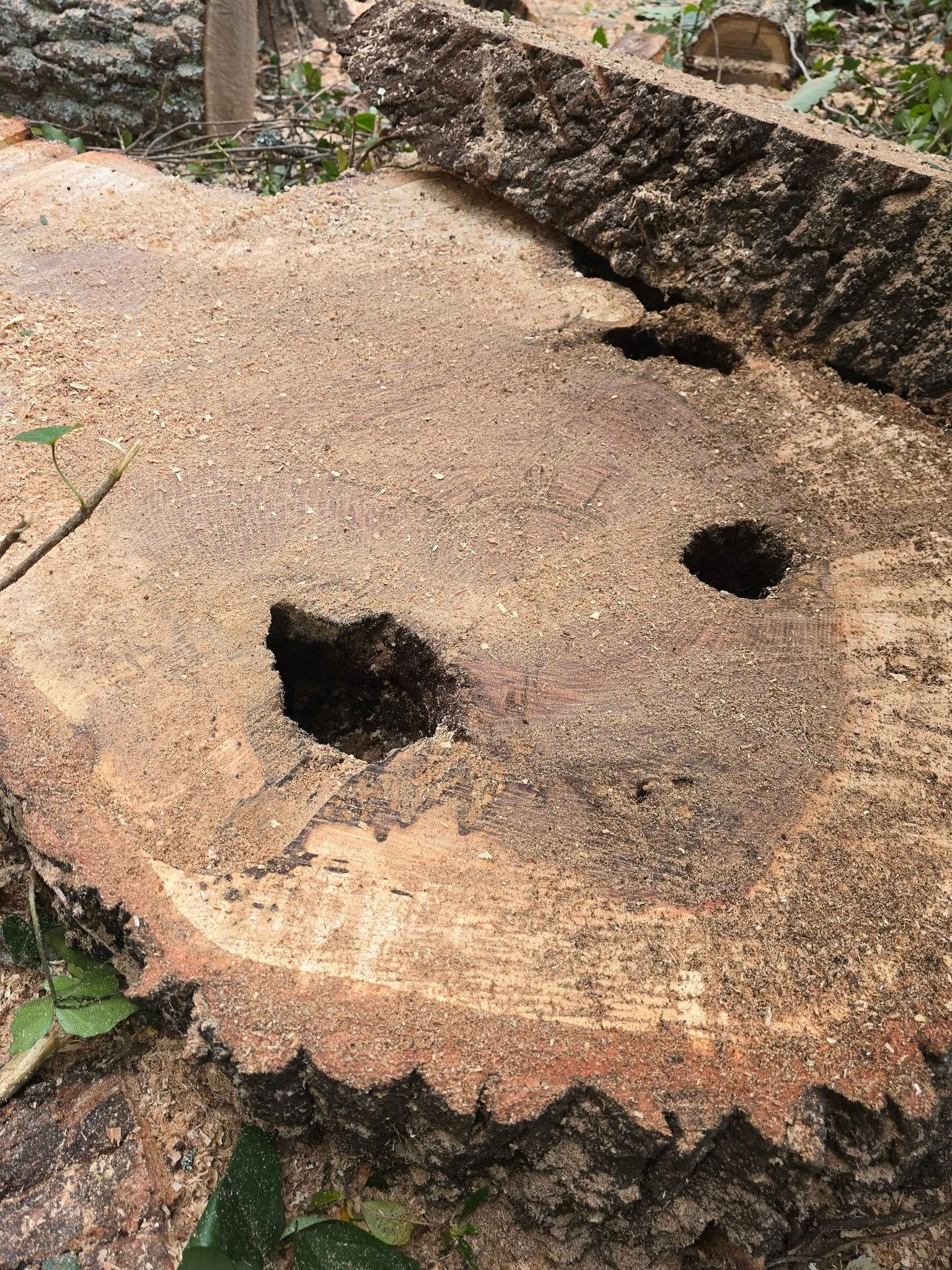  for Green Brothers Tree Services in Blacksburg, Virginia