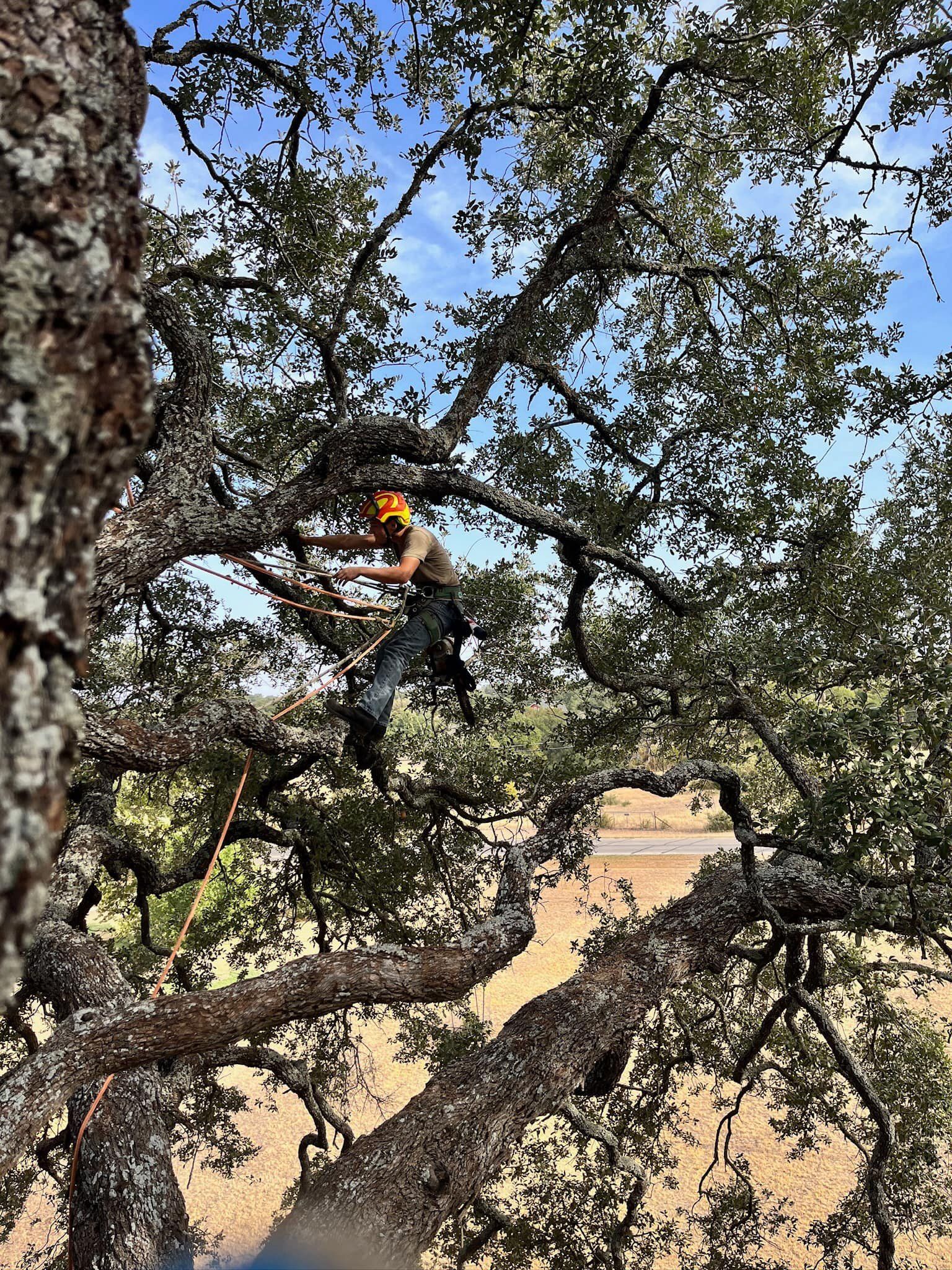  for Camerons Stump Grinding & Tree Services in Austin, TX