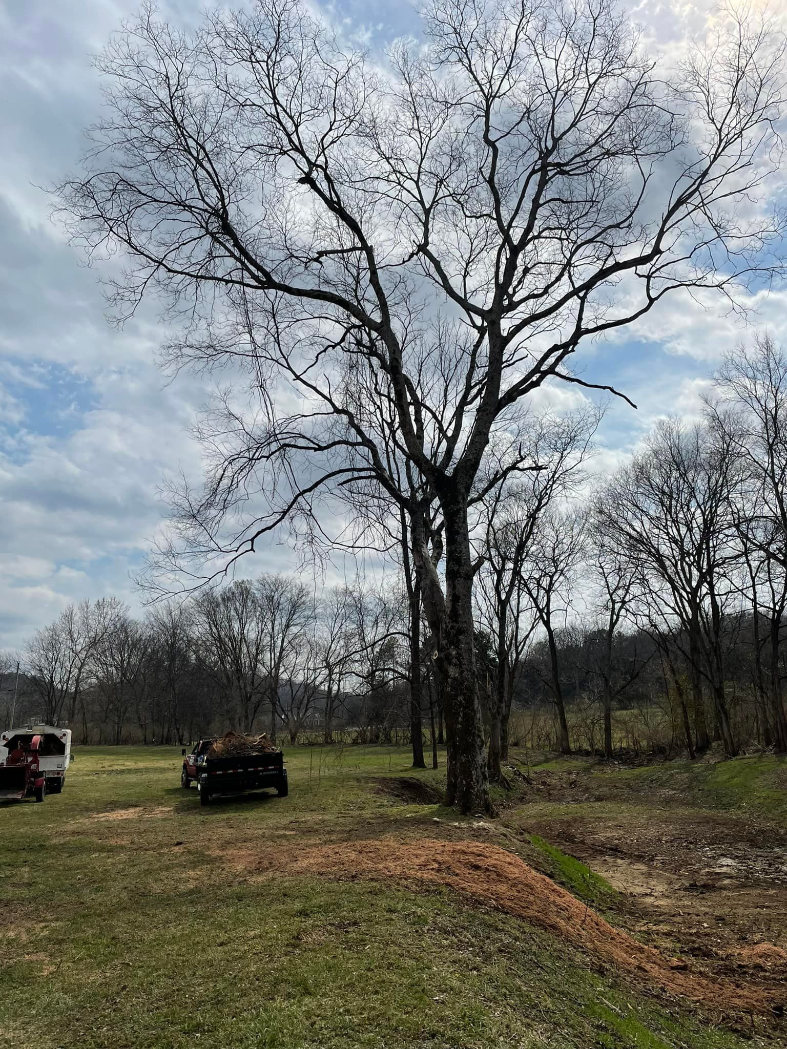  for Jace’s Tree & Stump Removal in Franklin, TN