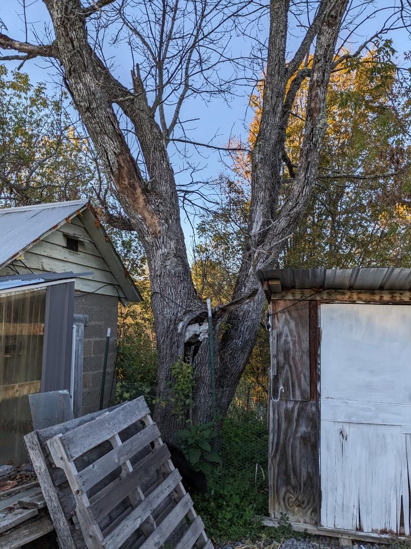  for T's Trees in Albany, NY