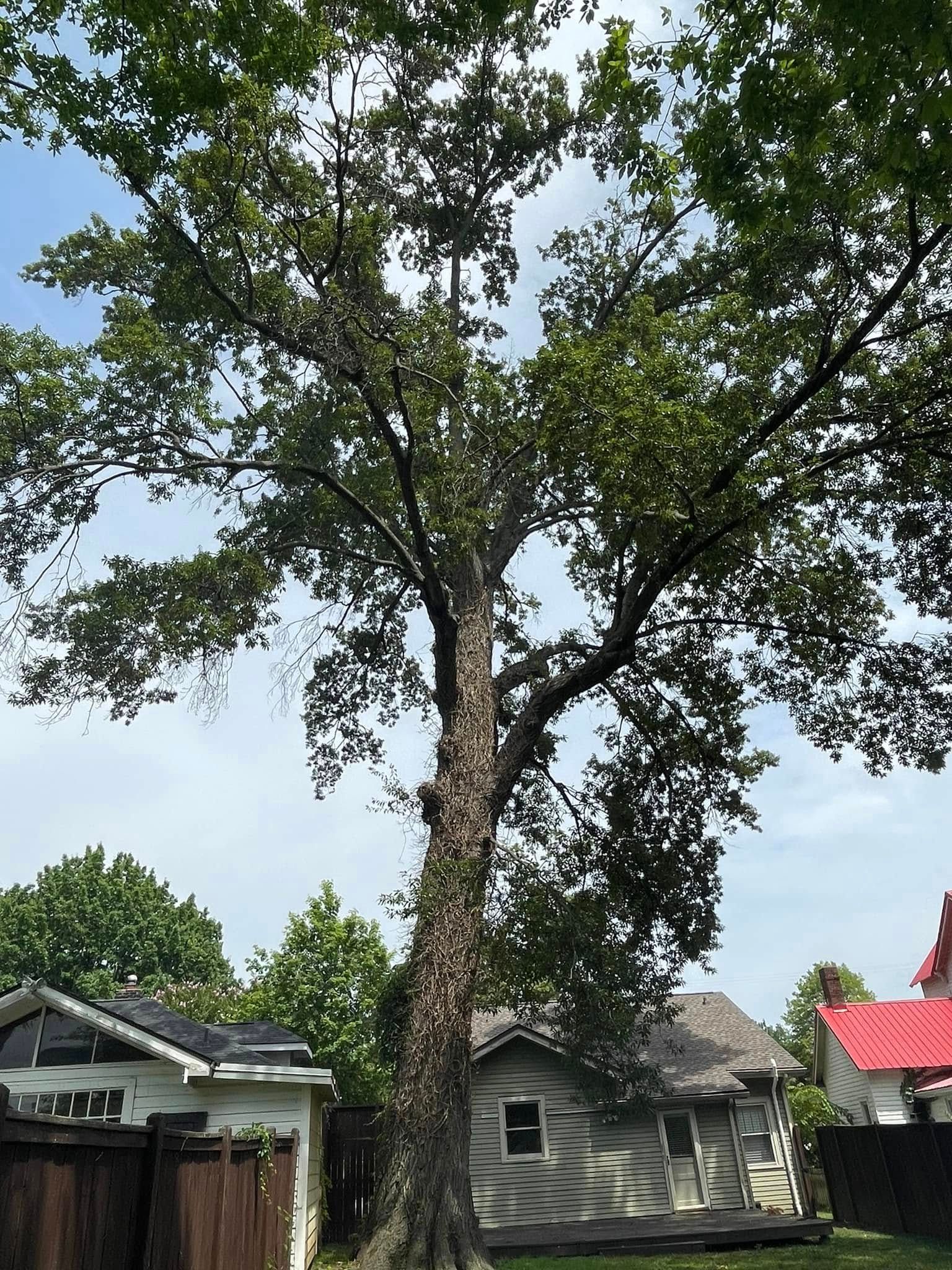  for Jace’s Tree & Stump Removal in Franklin, TN