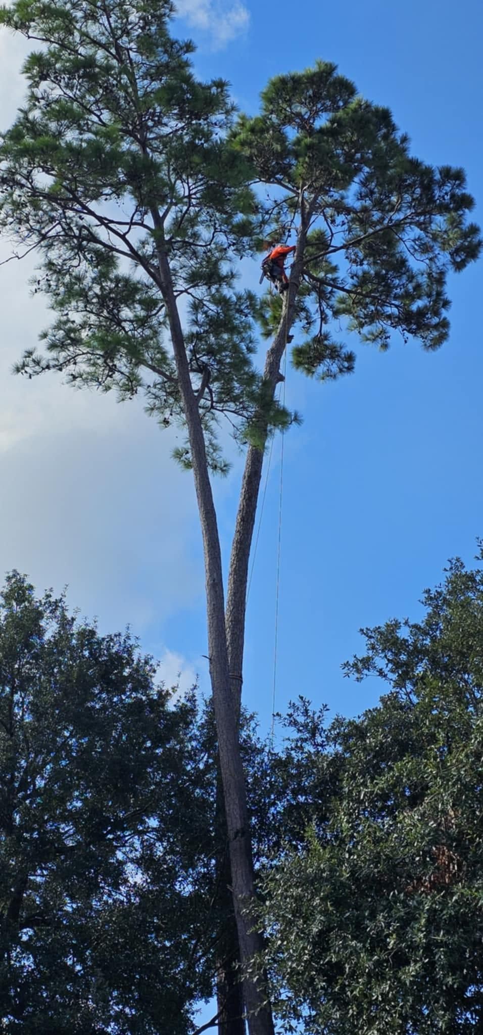  for Servin's Tree Care  in Houston, TX