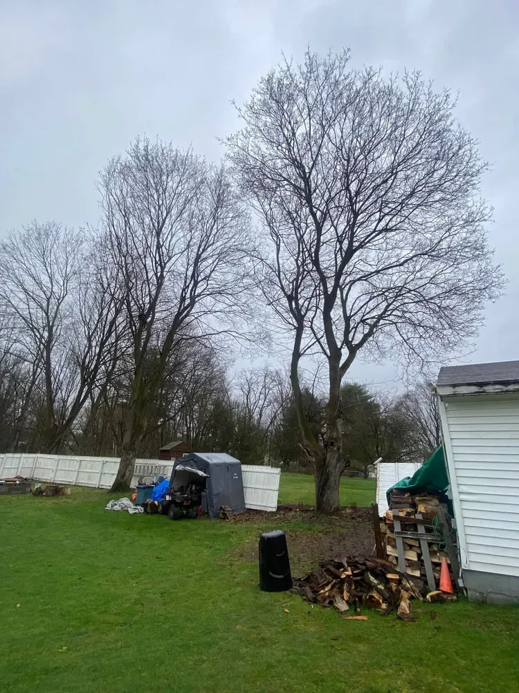 All Photos for Licensed to Cut Tree Service in Athens, PA